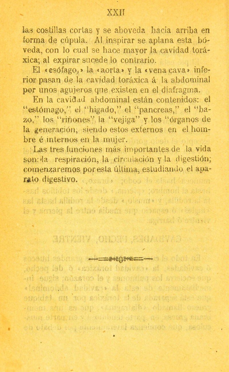 las costillas corlas y se aboveda bacía arriba en forma de cúpula. Al inspirar se aplana esta bó- veda, con lo cual se hace mayor la cavidad torá- xica; al expirar sucede lo contrario. El «esófago,» la «aorta* y la «vena cava» infe- rior pasan de la cavidad toráxica á la abdominal por unos agujeros que existen en el diafragma. En la cavidad abdominal están contenidos: el “estómago,” d “hígado,” el “páncreas,” el “ba- zo,” los “riñones” la “vejiga” y los “órganos de la generación, siendo estos externos en el hom- bre é internos en la mujer. Las tres funciones más importantes de la vida son:'la respiración, la circulación y la digestión; comenzaremos por esta última, estudiando el apa- rato digestivo.