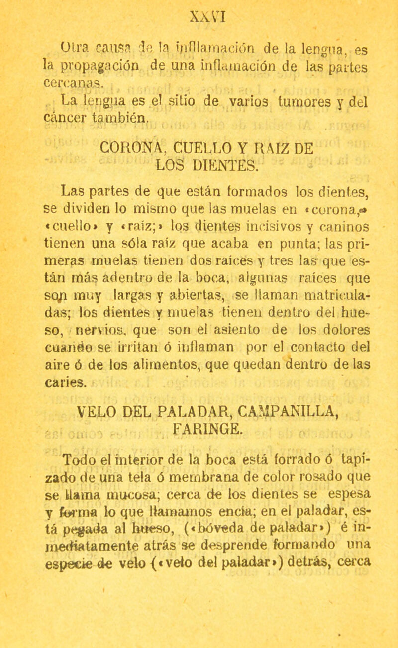XX n oirá causa cío la ifiniaiiiadón de la lengua, es la propagación de una inflamación de las partes cercanas. La lengua es el sitio de varios tumores y del cáncer también. CORONA, CUELLO Y RAIZ DE LOS DIENTES. Las partes de que están formados los dientes, se dividen lo mismo que las muelas en «corona,»* «cuello» y «raíz;» los dientes incisivos y caninos tienen una sóla raíz que acaba en punta; las pri- meras muelas tienen dos raíces y tres las que es- tán más adentro de la boca, algunas raíces que scgi muy largas y abiertas, se llaman matricula- das; los dientes y muelas tienen dentro del hue- so, nersios, que son el a.siento de los dolores cuando se irritan ó inflaman por el contacto del aire ó de los alimentos, que quedan dentro de las caries. VELO DEL PALADAR, CAMPANILLA, FARINGE. Todo el interior de la boca está forrado ó tapi- zado de una tela ó membrana de color rosado que se llama mucosa; cerca de los dientes se espesa y fo»rma lo que Uamainos encía; en el paladar, es- tá pejjada al hueso, («bóveda de paladar») é in- me<íiatamente atrás se desprende formando una especie de velo {«veio del paladar») detrás, cei’ca