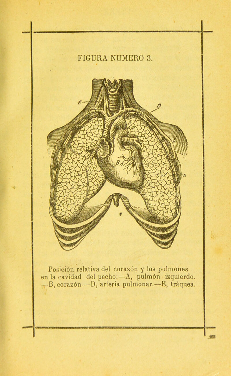 Posición relativa del corazón y los pulmones en la cavidad del pecho:—A, pulmón izquierdo. —B, corazón,—D, arteria pulmonar.—E, tráquea. JB