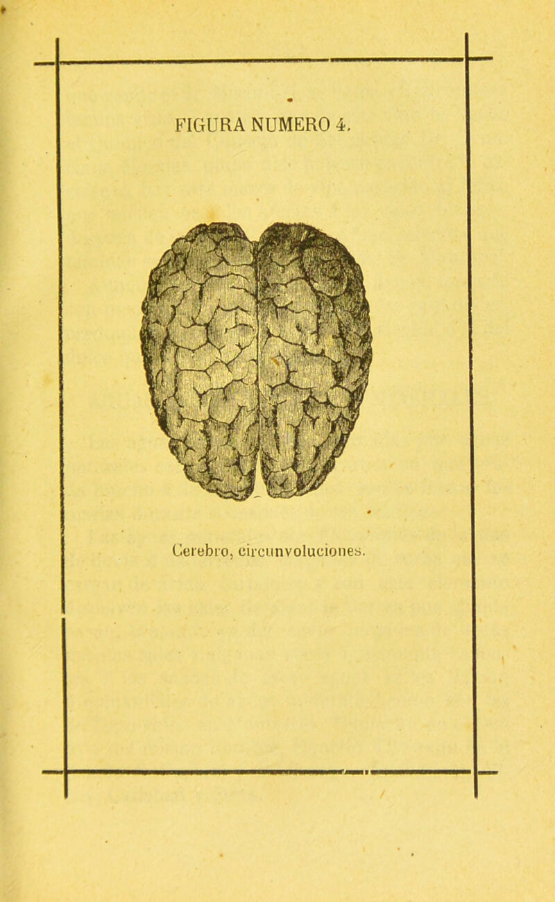 Cerebro, circunvoluciones.