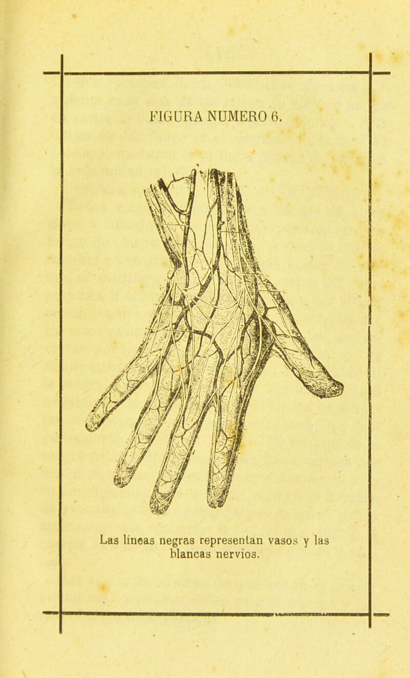FIGURA NUMERO 6. Las líneas negras representan vasos blancas nervios.