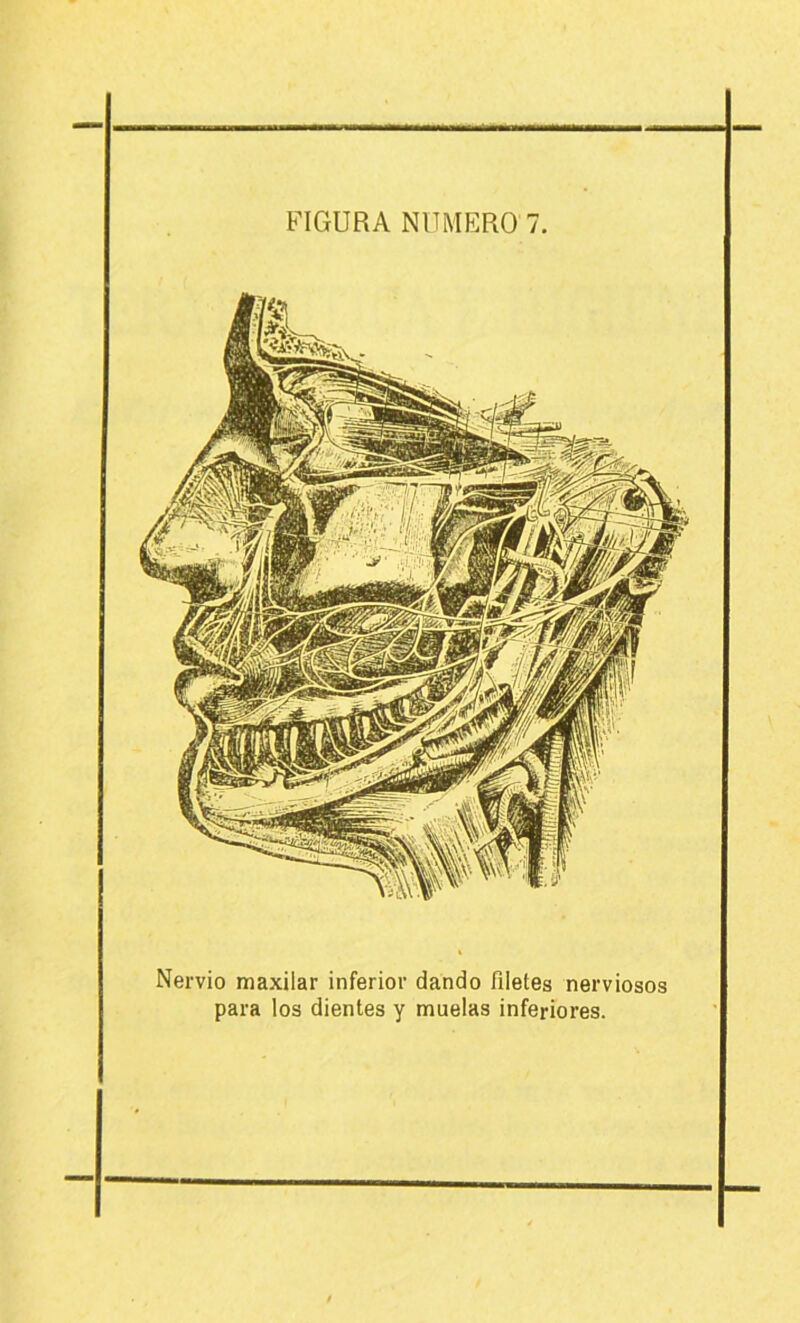 FIGURA NUMERO 7 Nervio maxilar inferior dando filetes nerviosos para los dientes y muelas inferiores.