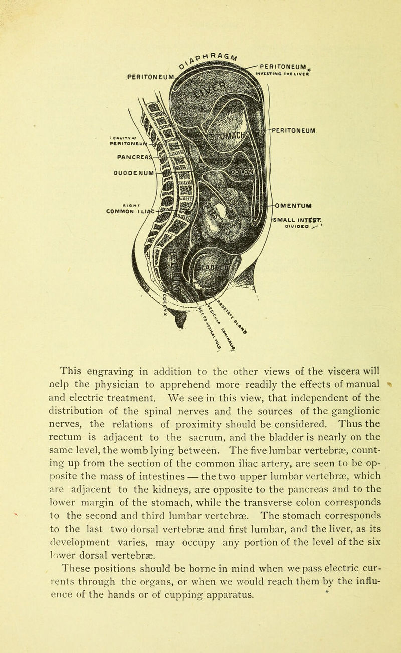 This engraving in addition to the other views of the viscera will nelp the physician to apprehend more readily the effects of manual and electric treatment. We see in this view, that independent of the distribution of the spinal nerves and the sources of the ganglionic nerves, the relations of proximity should be considered. Thus the rectum is adjacent to the sacrum, and the bladder is nearly on the same level, the womb lying between. The five lumbar vertebrae, count- ing up from the section of the common iliac artery, are seen to be op- posite the mass of intestines — the two upper lumbar vertebrae, which are adjacent to the kidneys, are opposite to the pancreas and to the lower margin of the stomach, while the transverse colon corresponds to the second and third lumbar vertebrae. The stomach corresponds to the last two dorsal vertebrae and first lumbar, and the liver, as its development varies, may occupy any portion of the level of the six lower dorsal vertebrae. These positions should be borne in mind when we pass electric cur- rents through the organs, or when we would reach them by the influ- ence of the hands or of cupping apparatus.