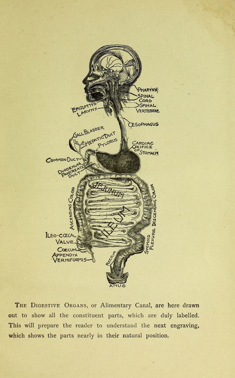 The Digestive Organs, or Alimentary Canal, are here drawn out to show all the constituent parts, which are duly labelled. This will prepare the reader to understand the next engraving, which shows the parts nearly in their natural position.