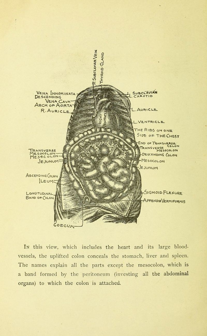 Vena Innonunata Descending Vena Cava Arch of Aorta R- Auricle Transverse Mesocolon f^ESOC OLON Jejunum Ascending Colon Ileum Longitudinal Band of-Colon SubclAviXm .Carotid L. Auricle. LVe-NTRicl-el The Ribs on one ide of The Chest End ofTransvbase- TrANSvERSE <-OL,ON MESOCOLON Descending Colon Mesocolon •Jejunum 5igmoid Flexure. •A PPE N DIxVe RM l FORM/S In this view, which includes the heart and its large blood- vessels, the uplifted colon conceals the stomach, liver and spleen. The names explain all the parts except the mesocolon, which is a band formed by the peritoneum (investing all the abdominal organs) to which the colon is attached.
