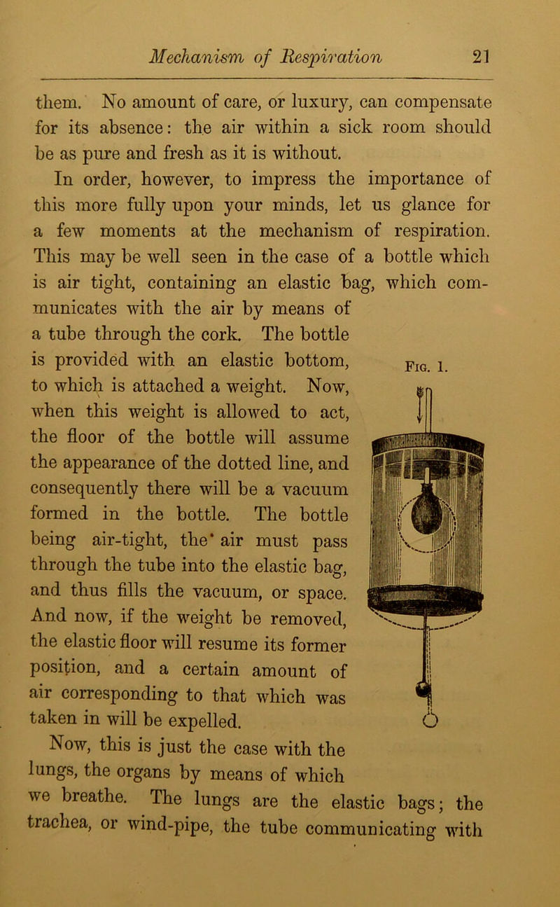 Fig. 1. them. No amount of care, or luxury, can compensate for its absence: the air within a sick room should be as pure and fresh as it is without. In order, however, to impress the importance of this more fully upon your minds, let us glance for a few moments at the mechanism of respiration. This may be well seen in the case of a bottle which is air tight, containing an elastic bag, which com- municates with the air by means of a tube through the cork. The bottle is provided with an elastic bottom, to which is attached a weight. Now, when this weight is allowed to act, the floor of the bottle will assume the appearance of the dotted line, and consequently there will be a vacuum formed in the bottle. The bottle being air-tight, the* air must pass through the tube into the elastic bag, and thus fills the vacuum, or space. And now, if the weight be removed, the elastic floor will resume its former position, and a certain amount of air corresponding to that which was taken in will be expelled. Now, this is just the case with the lungs, the organs by means of which we breathe. The lungs are the elastic bags; the trachea, 01 wind-pipe, the tube communicating with