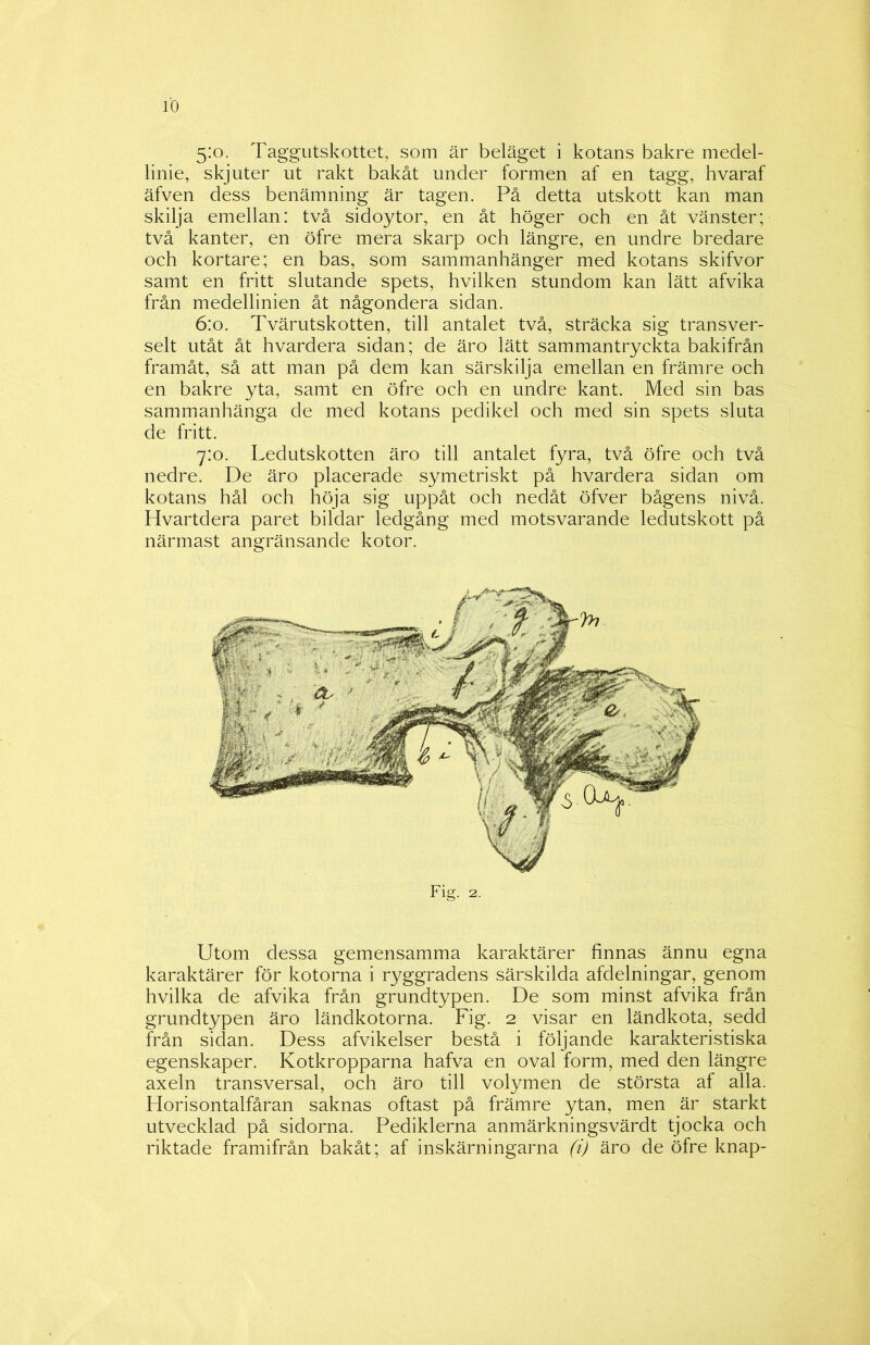 5:0. Taggutskottet, som är beläget i kotans bakre medel- linie, skjuter ut rakt bakåt under formen af en tagg, hvaraf äfven dess benämning är tagen. På detta utskott kan man skilja emellan: två sidoytor, en åt höger och en åt vänster; två kanter, en öfre mera skarp och längre, en undre bredare och kortare; en bas, som sammanhänger med kotans skifvor samt en fritt slutande spets, hvilken stundom kan lätt afvika från medellinien åt någondera sidan. 6:0. Tvärutskotten, till antalet två, sträcka sig transver- selt utåt åt hvardera sidan; de äro lätt sammantryckta bakifrån framåt, så att man på dem kan särskilja emellan en främre och en bakre yta, samt en öfre och en undre kant. Med sin bas sammanhänga de med kotans pedikel och med sin spets sluta de fritt. 7:0. Ledutskotten äro till antalet fyra, två öfre och två nedre. De äro placerade symetriskt på hvardera sidan om kotans hål och höja sig uppåt och nedåt öfver bågens nivå. Hvartdera paret bildar ledgång med motsvarande ledutskott på närmast angränsande kotor. Utom dessa gemensamma karaktärer finnas ännu egna karaktärer för kotorna i ryggradens särskilda afdelningar, genom hvilka de afvika från grundtypen. De som minst afvika från grundtypen äro ländkotorna. Fig. 2 visar en ländkota, sedd från sidan. Dess afvikelser bestå i följande karakteristiska egenskaper. Kotkropparna hafva en oval form, med den längre axeln transversal, och äro till volymen de största af alla. Horisontalfåran saknas oftast på främre ytan, men är starkt utvecklad på sidorna. Pediklerna anmärkningsvärdt tjocka och riktade framifrån bakåt; af inskärningarna (i) äro de öfre knap-