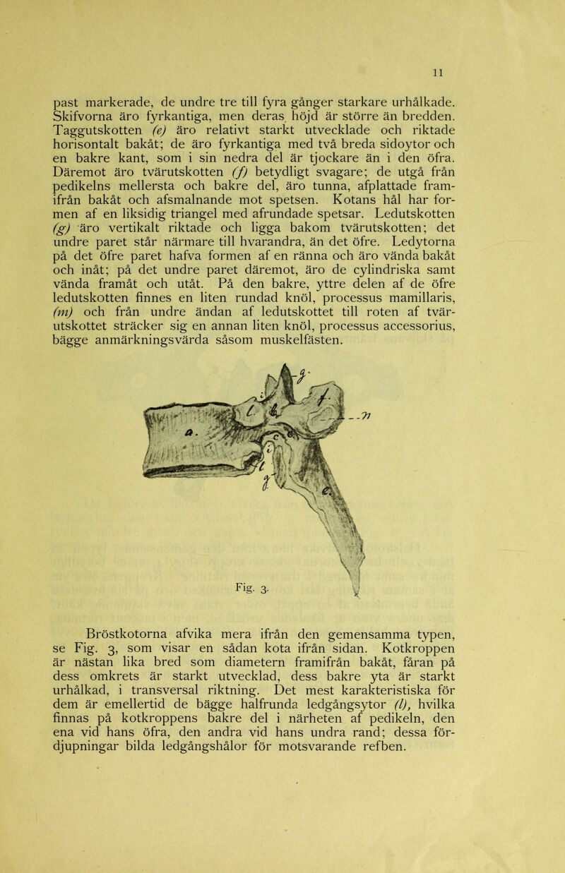 past markerade, de undre tre till fyra gånger starkare urhålkade. Skifvorna äro fyrkantiga, men deras, höjd är större än bredden. Taggutskotten (e) äro relativt starkt utvecklade och riktade horisontalt bakåt; de äro fyrkantiga med två breda sidoytor och en bakre kant, som i sin nedra del är tjockare än i den öfra. Däremot äro tvärutskotten (f) betydligt svagare; de utgå från pedikelns mellersta och bakre del, äro tunna, afplattade fram- ifrån bakåt och afsmalnande mot spetsen. Kotans hål har for- men af en liksidig triangel med afrundade spetsar. Ledutskotten (g) äro vertikalt riktade och ligga bakom tvärutskotten; det undre paret står närmare till hvarandra, än det öfre. Ledytorna på det öfre paret hafva formen af en ränna och äro vända bakåt och inåt; på det undre paret däremot, äro de cylindriska samt vända framåt och utåt. På den bakre, yttre delen af de öfre ledutskotten finnes en liten rundad knöl, processus mamillaris, (m) och från undre ändan af ledutskottet till roten af tvär- utskottet sträcker sig en annan liten knöl, processus accessorius, bägge anmärkningsvärda såsom muskelfästen. Bröstkotorna afvika mera ifrån den gemensamma typen, se Fig. 3, som visar en sådan kota ifrån sidan. Kotkroppen är nästan lika bred som diametern framifrån bakåt, fåran på dess omkrets är starkt utvecklad, dess bakre yta är starkt urhålkad, i transversal riktning. Det mest karakteristiska för dem är emellertid de bägge halfrunda ledgångsytor (l), hvilka finnas på kotkroppens bakre del i närheten af pedikeln, den ena vid hans öfra, den andra vid hans undra rand; dessa för- djupningar bilda ledgångshålor för motsvarande refben.