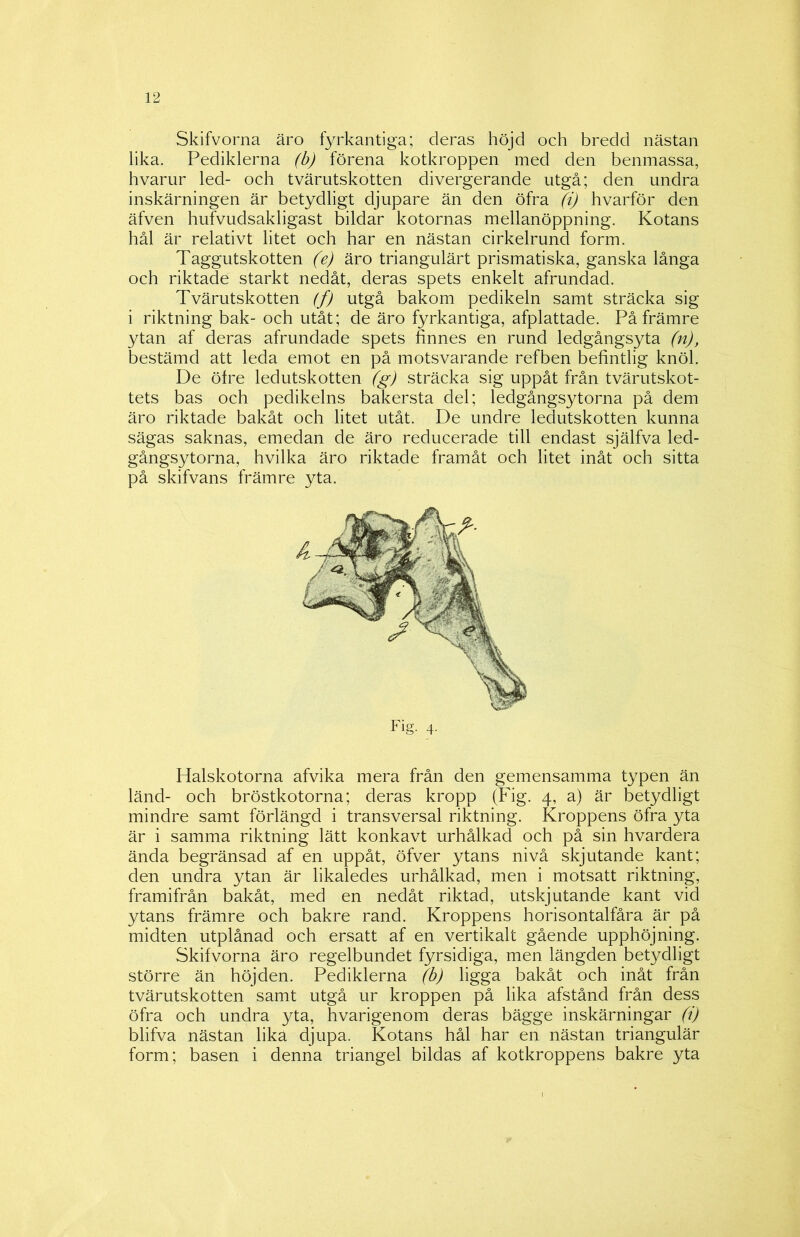 Skifvorna äro fyrkantiga; deras höjd och bredd nästan lika. Pediklerna (b) förena kotkroppen med den benmassa, hvarur led- och tvärutskotten divergerande utgå; den undra inskärningen är betydligt djupare än den öfra (i) hvarför den äfven hufvudsakligast bildar kotornas mellanöppning. Kotans hål är relativt litet och har en nästan cirkelrund form. Taggutskotten (e) äro triangulärt prismatiska, ganska långa och riktade starkt nedåt, deras spets enkelt afrundad. Tvärutskotten (f) utgå bakom pedikeln samt sträcka sig i riktning bak- och utåt; de äro fyrkantiga, afplattade. På främre ytan af deras afrundade spets finnes en rund ledgångsyta (n), bestämd att leda emot en på motsvarande refben befintlig knöl. De öfre ledutskotten (g) sträcka sig uppåt från tvärutskot- tets bas och pedikelns bakersta del; ledgångsytorna på dem äro riktade bakåt och litet utåt. De undre ledutskotten kunna sägas saknas, emedan de äro reducerade till endast själfva led- gångsytorna, hvilka äro riktade framåt och litet inåt och sitta på skifvans främre yta. Fig. 4. Halskotorna afvika mera från den gemensamma typen än länd- och bröstkotorna; deras kropp (Fig. 4, a) är betydligt mindre samt förlängd i transversal riktning. Kroppens öfra yta är i samma riktning lätt konkavt urhålkad och på sin hvardera ända begränsad af en uppåt, öfver ytans nivå skjutande kant; den undra ytan är likaledes urhålkad, men i motsatt riktning, framifrån bakåt, med en nedåt riktad, utskjutande kant vid ytans främre och bakre rand. Kroppens horisontalfåra är på midten utplånad och ersatt af en vertikalt gående upphöjning. Skifvorna äro regelbundet fyrsidiga, men längden betydligt större än höjden. Pediklerna (b) ligga bakåt och inåt från tvärutskotten samt utgå ur kroppen på lika afstånd från dess öfra och undra yta, hvarigenom deras bägge inskärningar (i) blifva nästan lika djupa. Kotans hål har en nästan triangulär form; basen i denna triangel bildas af kotkroppens bakre yta I