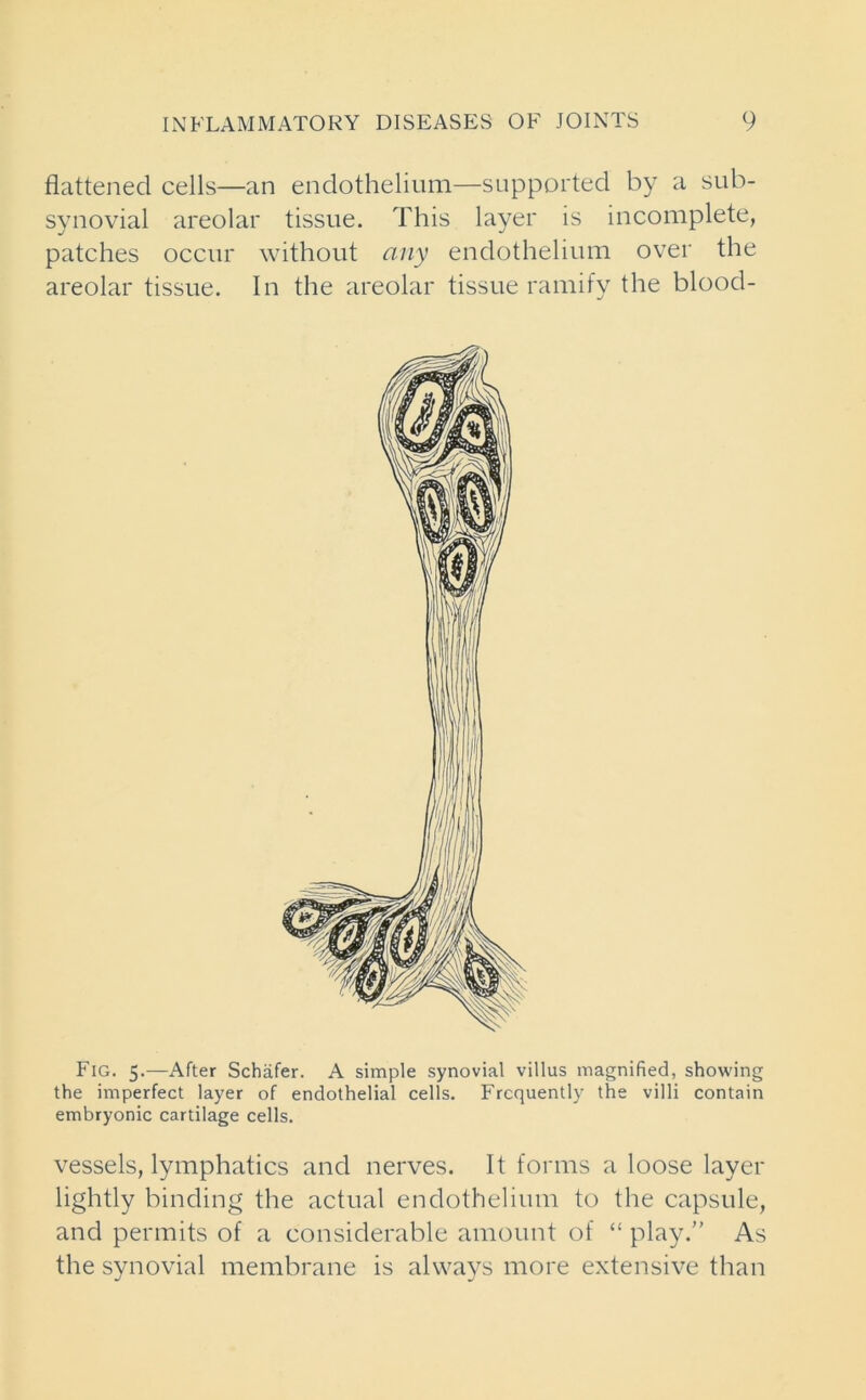 flattened cells—an endothelium—supported by a sub- synovial areolar tissue. This layer is incomplete, patches occur without any endothelium over the areolar tissue. In the areolar tissue ramify the blood- Fig. 5.—After Schafer. A simple synovial villus magnified, showing the imperfect layer of endothelial cells. Frequently the villi contain embryonic cartilage cells. vessels, lymphatics and nerves. It forms a loose layer lightly binding the actual endothelium to the capsule, and permits of a considerable amount of “ play.” As the synovial membrane is always more extensive than