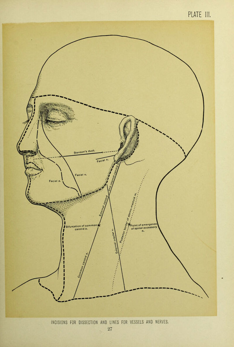 INCISIONS FOR DISSECTION AND LINES FOR VESSELS AND NERVES,