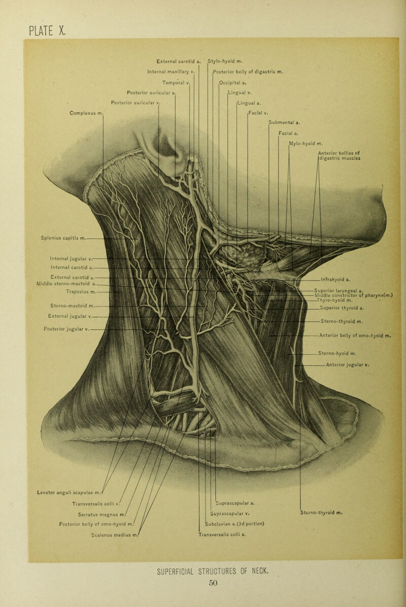 Complexus m. External carotid a. Internal maxillary v. Temporal v. Posterior auricular a. Posterior auricular v. Stylo-hyoid m. Posterior belly of digastric m. Occipital a. Lingual v. Lingual a. Faci^il V. Submental a. Levator anguli scapulae m. Transversalls colli v. Serratus magnus Posterior belly of omo-hyoid m. Scalenus medius m Suprascapular a. Suprascapular v» Sterno-thyrold m» Subclavian a.(3d portion) Transversalls colli a. Facial a. -hyoid m. Anterior bellies of digastric muscles Splenius capitis m Infrahyoid . perlor laryngeal a. Middle constrictor of pharynx(m.) Thyro-hyoid m. uperior thyroid a. Sterno-thyrold m. Anterior belly of omo-hyoid m. Sterno-hyoid m. — Anterior jugular v. Internal jugular v Internal carotid External carotid a. Middle sterno-mastoid Trapezius m Sterno-mastoid m External jugular v Posterior jugular v. SUPERFICIAL STRUCTURES OF NECK.