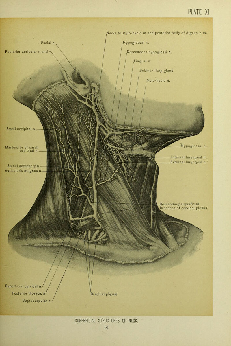 Facial n Posterior auricular n.and v erve to stylo-hyoid m.and posterior belly of digastric m. Hypoglossal n, scendens hypoglossi n. Lingual V, ubmaxillary gland Mylo-hyoid n. Small occipital n Hypoglossal n Mastoid br.of small occipital n Internal laryngeal n. External laryngeal n. Spinal accessory n Auricularis magnus n Descending superficial branches of cervical plexus Superficial cervical n Posterior thoracic n. Suprascapular n. Brachial plexus SUPERFICIAL STRUCTURES OF NECK.