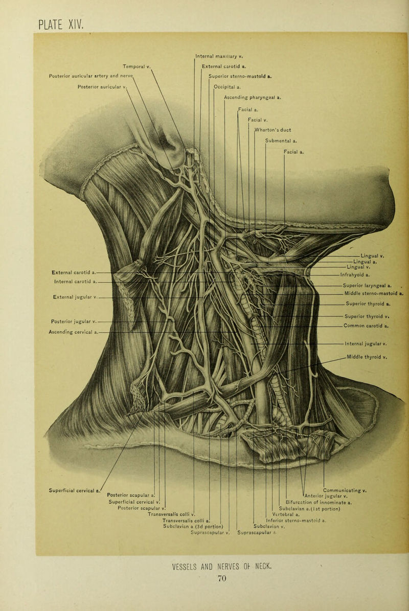 Temporal v Posterior auricular artery and nerve^ Posterior auricular v internal maxillary v. External carotid a. Superior sterno-mastold a. Occipital a. Ascending pharyngeal a. Facial a. Facial v. Superficial cervical a. Posterior scapular a Superficial cervical vl Posterior scapular v Transversalis colli v'. Transversalis colli a Subclavian a (3d portion) Suprascapular v Communicating v. Anterior jugular v, Bifurcation of innominate a. Subclavian a.(1st portion) Vertebral a. Inferior sterno-mastoid a. Subclavian v. Suprascapular a VESSELS AND NERVES Oh NECK,