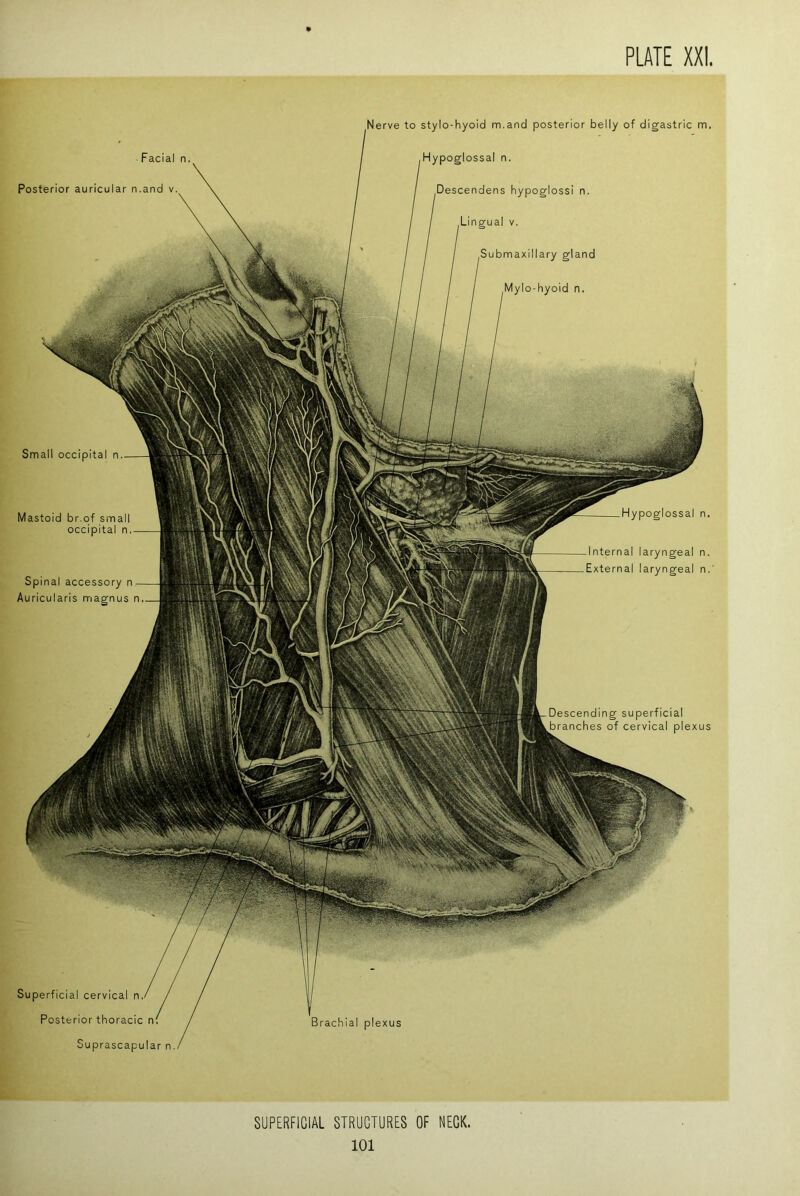 Superficial cervical n Posterior thoracic n. Suprascapular n. erve to stylo-hyoid m.and posterior belly of digastric m. Hypoglossal n. scendens hypoglossi n. Lingual V, ubmaxillary gland Mylo-hyoid n. Facial n. Posterior auricular n.and v. Mastoid br.of small occipital n, Spinal accessory n Auricularis magnus n. Hypoglossal n. Internal laryngeal n. External laryngeal n.' Brachial plexus Small occipital n SUPERFICIAL STRUCTURES OF NECK.