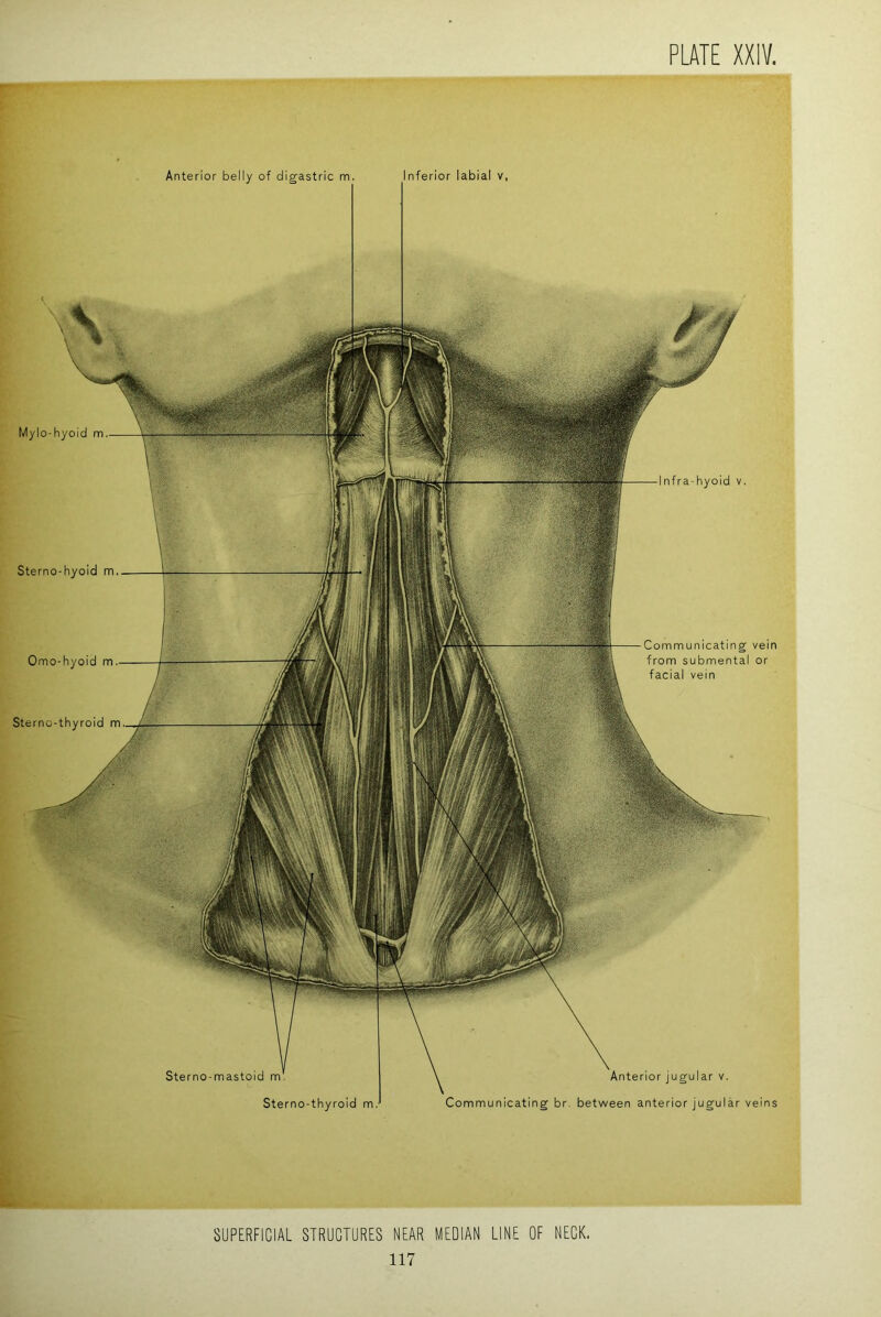 Anterior belly of digastric m. Inferior labial v, Sterno-mastoid m Sterno-thyroid m. Mylo-hyoid m Sterno-hyoid m Omo-hyoid m Sterno-thyroid m Infra-hyoid v. Communicating vein from submental or facial vein Anterior jugular v. Communicating br. between anterior jugular veins SUPERFICIAL STRUCTURES NEAR MEDIAN LINE OF NECK.