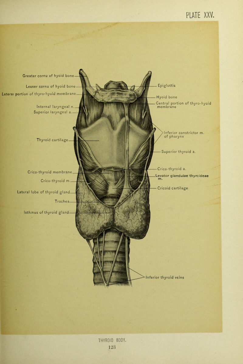 Thyroid cartilage Crico-thyroid membrane Crico-thyroid m l.ateral lobe of thyroid glan T rache Isthmus of thyroid gland Inferior thyroid veins Greater cornu of hyoid bone Lesser cornu of hyoid bone Lateral portion of thyro-hyoid membrane Internal laryngeal n. Superior laryngeal a. Crico-thyroid a. Levator glandulae thyrcideae m. Cricoid cartilage Epiglottis Hyoid bone Central portion of thyro-hyoid membrane Inferior constrictor m. of pharynx Superior thyroid a. THYROID BODY.