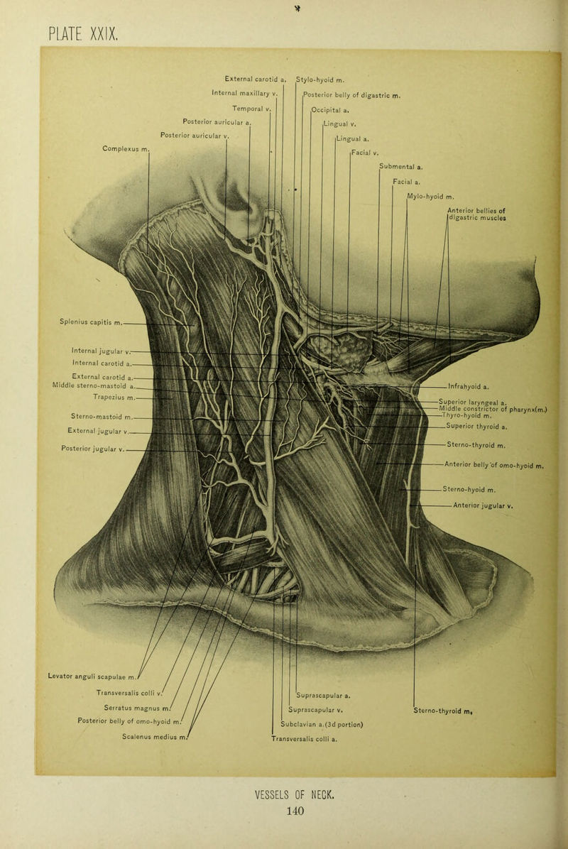 Sterno-thyrold External carotid Internal maxillary v. Temporal v. Posterior auricular a. Posterior auricular v. Complexus m. Stylo-hyoid m. Posterior belly of digastric m. Occipital a. Lingual v. Lingual a. Facial v. Submental Anterior bellies of digastric muscles Facial a. Mylo-hyoid m Splenius capitis m. Internal jugular v. Internal carotid a External carotid a. Middle sterno-mastoid a Infrahyoid a Trapezius m Superior laryngeal a. Middle constrictor of pharynx(m.) -Thyro-hyoid m. Sterno-mastoid m External jugular v.- Posterior jugular v.- Saperior thyroid ; Sterno-thyroid m Anterior belly of omo-hyoid Sterno-hyoid m. — Anterior jugular v Levator anguli scapulae m. Transversalis colli v Serratus magnus m Posterior belly of omo-hyoid m/ Scalenus medius Suprascapular a. Suprascapular v. Subclavian a.(3d portion) Transversalis colli a. VESSELS OF NECK.