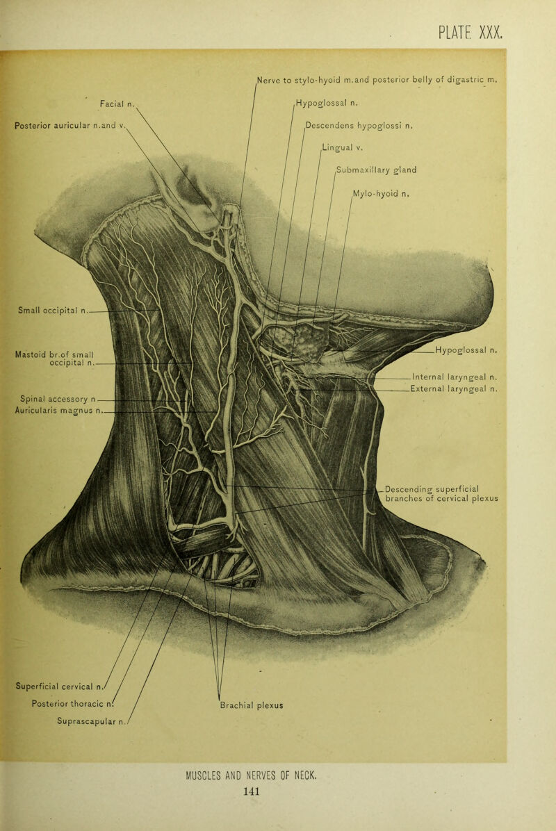 Facial n Posterior auricular n.and v. erve to stylo-hyoid m.and posterior belly of digastric m. Hypoglossal n. Descendens hypoglossi n. Lingual V, Submaxillary gland Mylo-hyoid n, Small occipital n Hypoglossal n. Mastoid br.of small occipital n. Internal laryngeal n. External laryngeal n. Descending superficial branches of cervical plexus Spinal accessory n Auricularis magnus n Superficial cervical n Posterior thoracic n. Suprascapular n. Brachial plexus MUSCLES AND NERVES OF NECK.