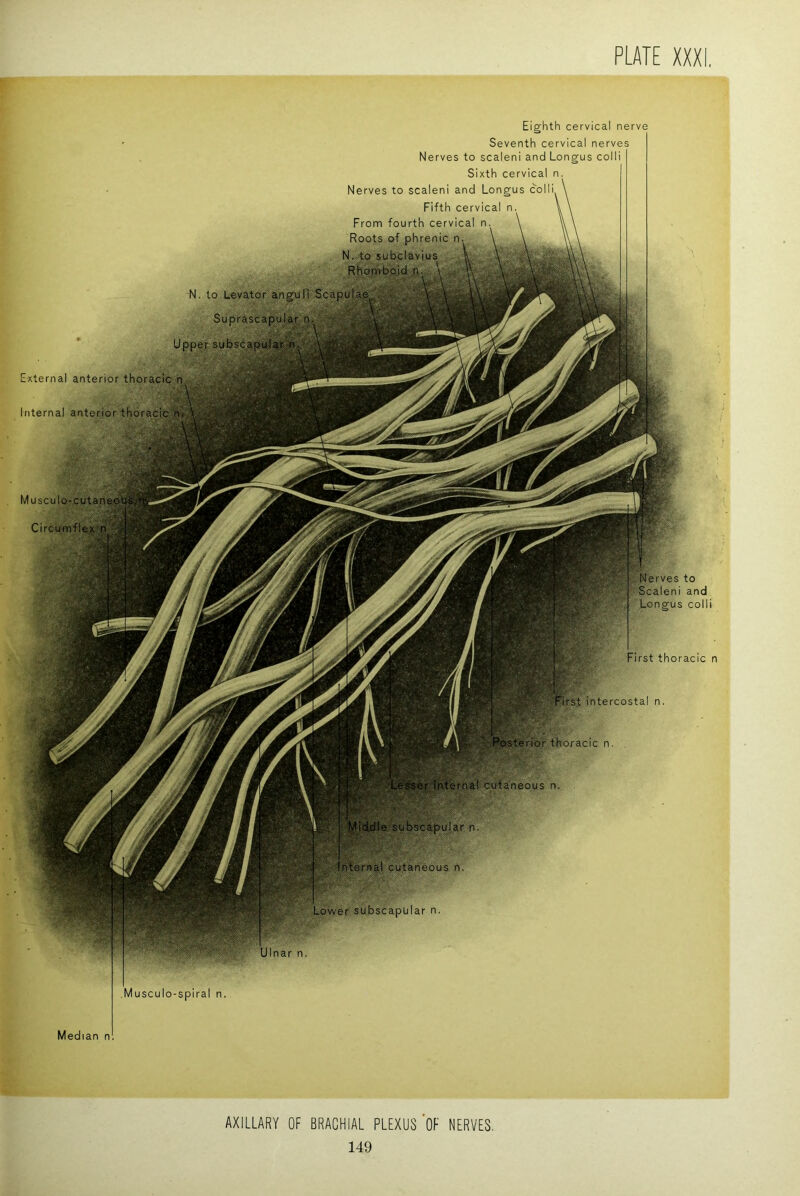 Eighth cervical nerve Seventh cervical nerves Nerves to scaleni and Longus colli Sixth cervical n. Nerves to scaleni and Longus col Fifth cervical n. From fourth cervical n Roots of phrenic n N. to subclaviu Rhomboid/) N. to Levator anguR Scapul.ap ' Suprascapular n Upper subsCapularm ■ . External anterior thoracic n Internal anterior thoracic Musculo-cutanep Circutnf}ex*n ft5t_ Nerves to Scaleni and Longus colli First thoracic n I First intercostal n. Serior thoracic n. ■ftfi'ernal cutaneous n. Eei'subscapular n. cutaneous n. V- 4^' : Lower subscapular n. Ulnar n. Musculo-spiral n. Median n AXILLARY OF BRACHIAL PLEXUS OF NERVES.