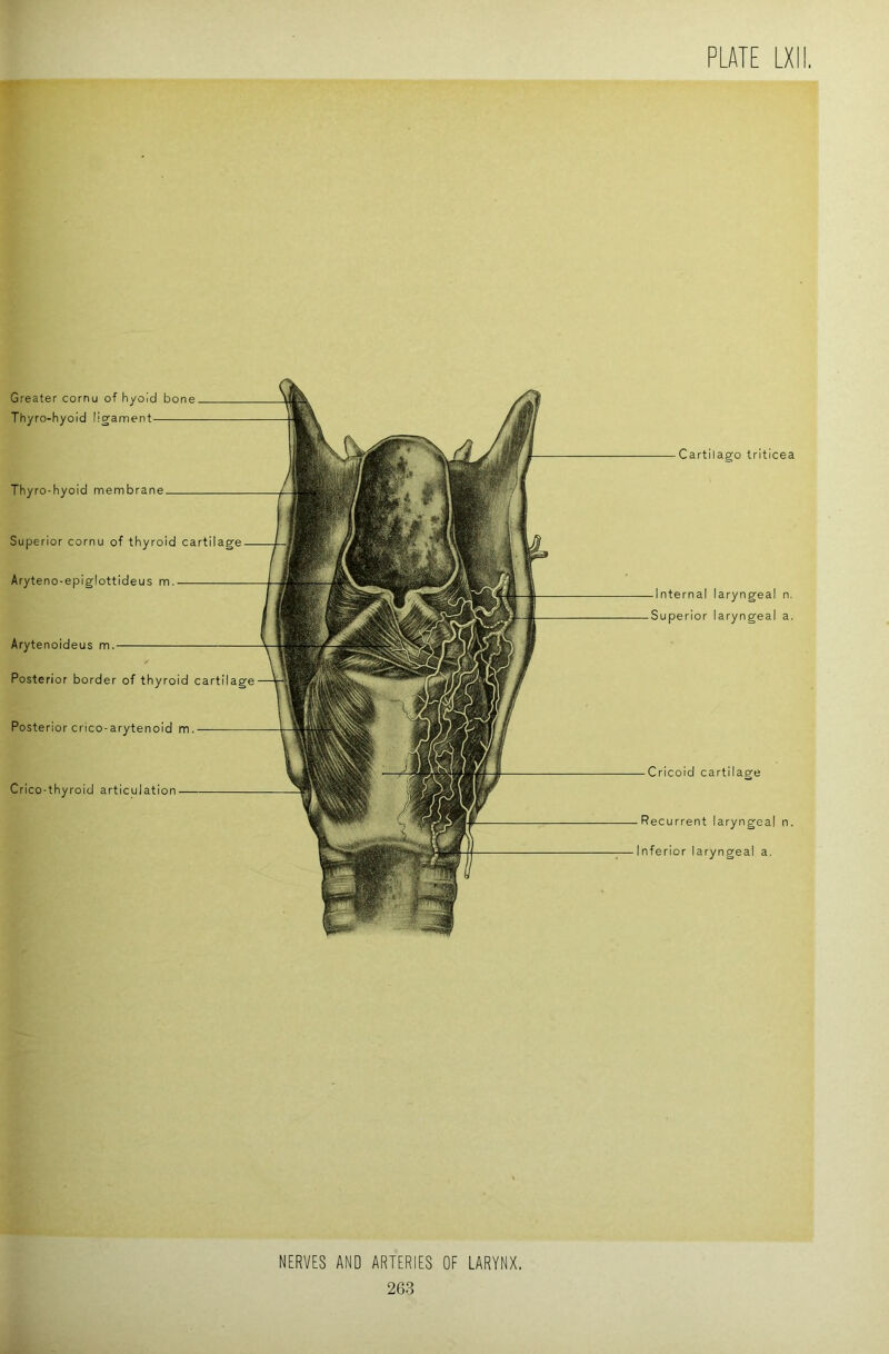 Greater cornu of hyoid bone Thyro-hyoid ligament Thyro-hyoid membrane Superior cornu of thyroid cartilage Aryteno-epiglottideus m. Arytenoideus m, Posterior border of thyroid cartilage Posterior crico-arytenoid m. Crico-thyroid articulation Cartilago triticea -Internal laryngeal n. Superior laryngeal a. — Cricoid cartilage -Recurrent laryngeal n. Inferior laryngeal a. NERVES AND ARTERIES OF LARYNX,