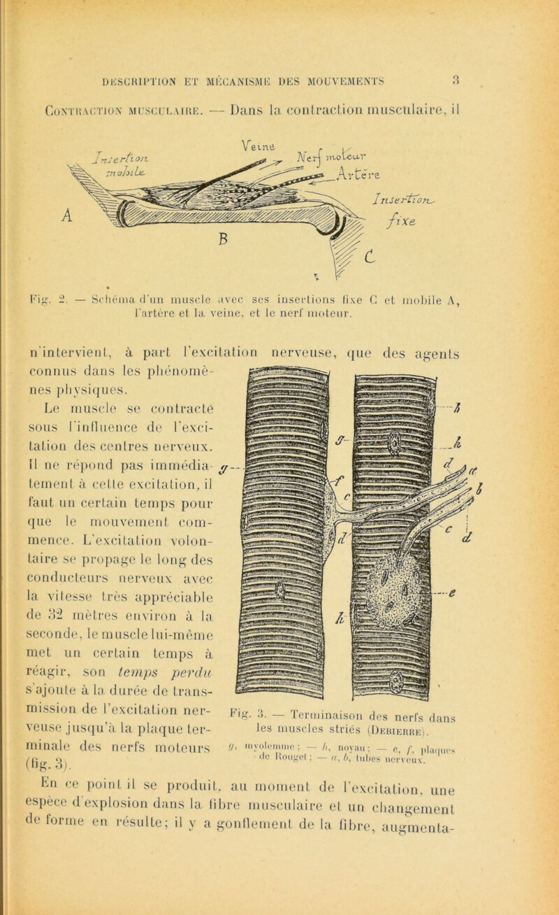 Contraction musculaire. — Dans la contraction musculaire, il Fig. 2. — Schéma d'un muscle avec ses insertions fixe C et mobile A, l’artère et la veine, et le nerf moteur. n'intervient, à part l’excitation nerveuse, que des agents connus dans les phénomè- nes physiques. Le muscle se contracte sous l'influence de l'exci- tation des centres nerveux, il ne répond pas imméclia y teinenl à cette excitation, il faut un certain temps pour que le mouvement com- mence. L’excitation volon- taire se propage le long des conducteurs nerveux avec la vitesse très appréciable de oïl mètres environ à la seconde, le muscle lui-même met un certain temps à réagir, son temps perche s ajoute à la durée de trans- mission de l’excitation ner- veuse jusqu’à la plaque ter- Fig. 3. — Terminaison des nerfs dans les muscles striés (Debierre). minale des nerfs moteurs !/> my0,cmi°; — />, noyau; — e, /; plaques ^jj(r ‘^C hougel; «.6, (uhes nerveux. En ce point il se produit, au moment de l’excitation, une espèce d explosion dans la fibre musculaire et un changement de forme en résulte; il y a gonflement de la fibre, augmenta-