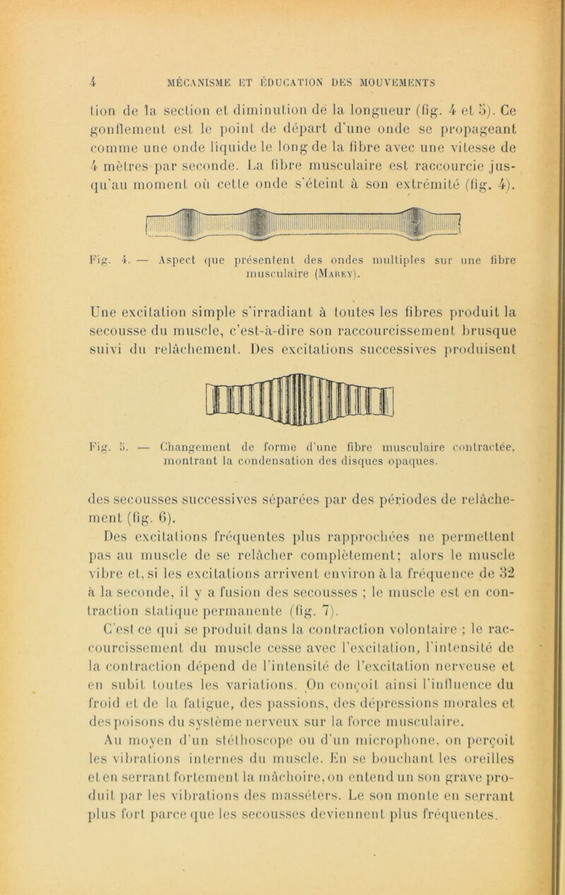 lion de la section et diminution de la longueur (fig. 4 et 5). Ce gonflement est le point de départ d'une onde se propageant comme une onde liquide le long de la fibre avec une vitesse de 4 mètres par seconde. La libre musculaire est raccourcie jus- qu'au moment où cetle onde s'éteint à son extrémité (fig. 4). Fig. 4. — Aspect que présentent des ondes multiples sur une fibre musculaire (Marey). Une excitation simple s'irradiant à toutes les fibres produit la secousse du muscle, c’est-à-dire son raccourcissement brusque suivi du relâchement. Des excitations successives produisent [HT ii un rrr J U i H11 ! | S ijl Il JL Fig. 1). — Changement de forme d’une fibre musculaire contractée, montrant la condensation des disques opaques. des secousses successives séparées par des périodes de relâche- ment (fig. 6). Des excitations fréquentes plus rapprochées ne permettent pas au muscle de se relâcher complètement; alors le muscle vibre et, si les excitations arrivent environ à la fréquence de 34 à la seconde, il y a fusion des secousses ; le muscle est en con- traction statique permanente (fig. 7). C’est ce qui se produit dans la contraction volontaire ; le rac- courcissement du muscle cesse avec l'excitation, l'intensité de la contraction dépend de l'intensité de l’excitation nerveuse et en subit toutes les variations. On conçoit ainsi l’influence du froid et de la fatigue, des passions, des dépressions morales et des poisons du système nerveux sur la force musculaire. Au moyen d’un stéthoscope ou d'un microphone, on perçoit les vibrations internes du muscle. En se bouchant les oreilles et en serrant fortement la mâchoire, on entend un son grave pro- duit par les vibrations des masséters. Le son monte en serrant plus fort parce que les secousses deviennent plus fréquentes.