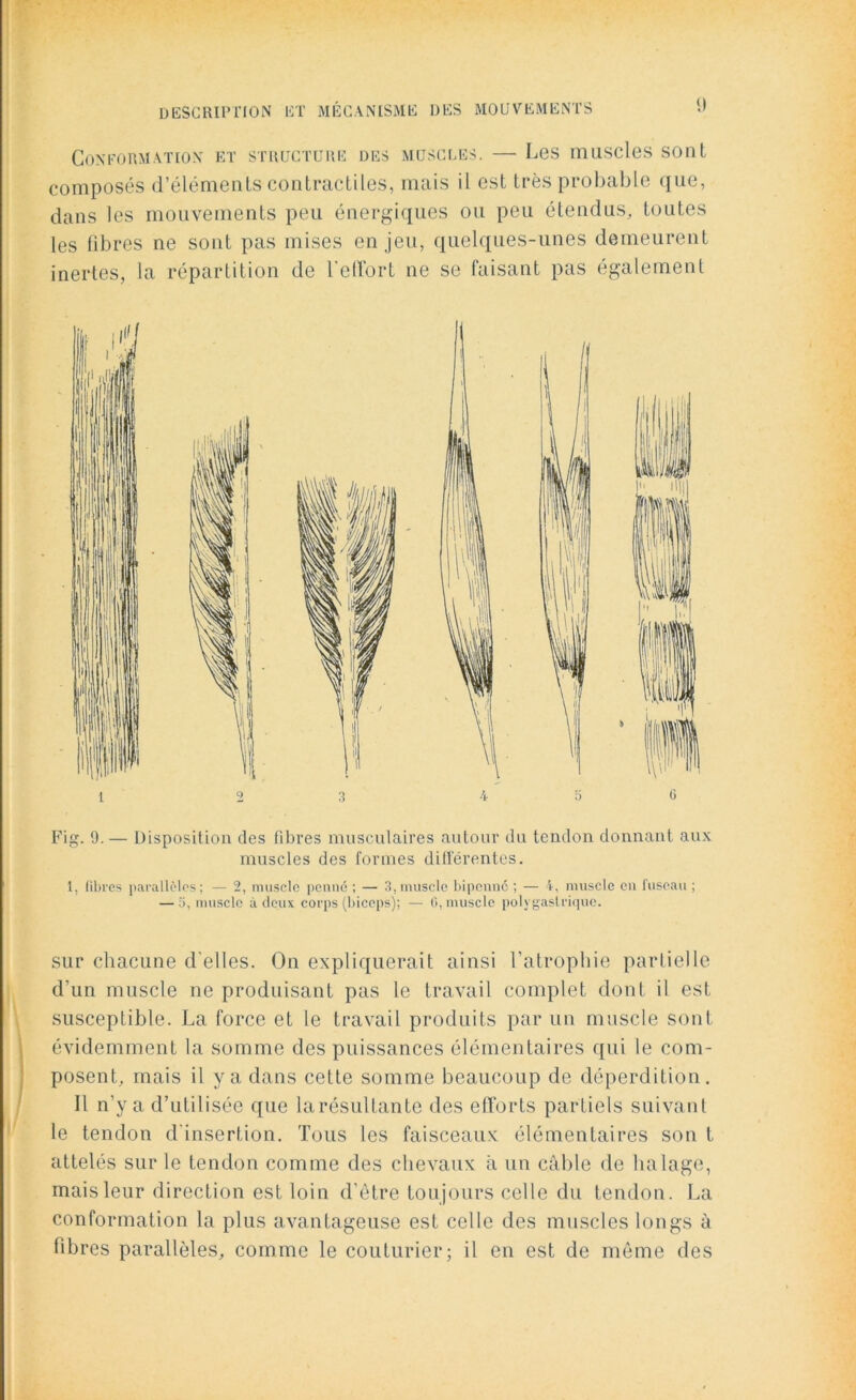 Conformation et structure des muscles. — Les muscles sont composés d’éléments contractiles, mais il est très probable que, dans les mouvements peu énergiques ou peu étendus, toutes les libres ne sont pas mises enjeu, quelques-unes demeurent inertes, la répartition de l'efTort ne se faisant pas également Fig. 9.— Disposition des fibres musculaires autour du tendon donnant aux muscles des formes différentes. 1, fibi’es parallèles; — 2, muscle penné ; — 3,muscle bipcnné ; — 4, muscle eu fuseau ; — 5, muscle à deux corps (biceps); — C, muscle polvgastrique. sur chacune d’elles. On expliquerait ainsi l’atrophie partielle d’un muscle ne produisant pas le travail complet dont il est susceptible. La force et le travail produits par un muscle sont évidemment la somme des puissances élémentaires qui le com- posent, mais il y a dans celte somme beaucoup de déperdition. Il n’y a d’utilisée que larésultante des efforts partiels suivant le tendon d'insertion. Tous les faisceaux élémentaires son t attelés sur le tendon comme des chevaux il un câble de lialage, mais leur direction est loin d'ètre toujours celle du tendon. La conformation la plus avantageuse est celle des muscles longs à libres parallèles, comme le couturier; il en est de môme des
