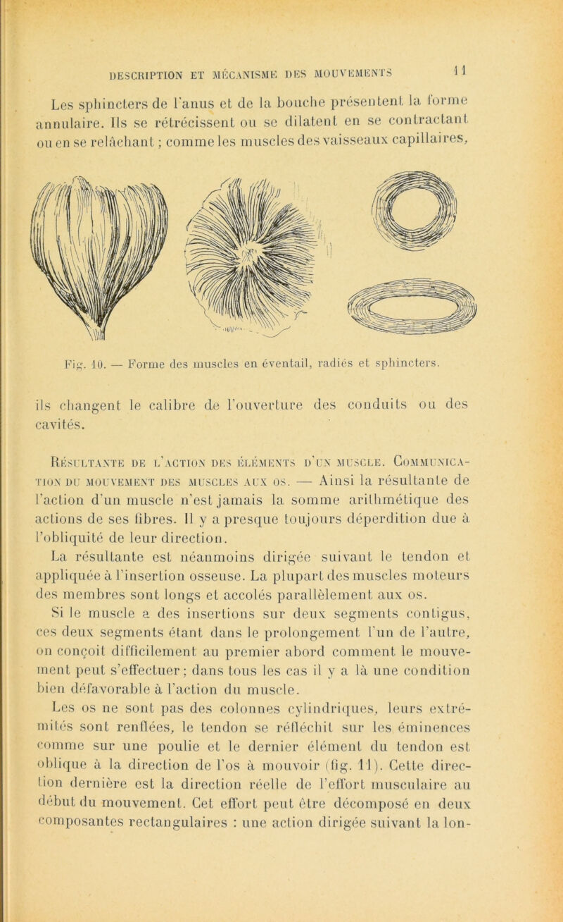 Les sphincters de l'anus et de la bouche présentent la lorme annulaire. Ils se rétrécissent ou se dilatent en se contractant ou en se relâchant ; comme les muscles des vaisseaux capillaires. Fig. 10. — Forme des muscles en éventail, radiés et sphincters. ils changent le calibre de l’ouverture des conduits ou des cavités. Résultante de l’action des éléments d’un muscle. Communica- tion du mouvement des muscles aux os. — Ainsi la résultante de l'action d'un muscle n’est jamais la somme arithmétique des actions de ses fibres. Il y a presque toujours déperdition due à l’obliquité de leur direction. La résultante est néanmoins dirigée suivant le tendon et appliquée à l’insertion osseuse. La plupart des muscles moteurs des membres sont longs et accolés parallèlement aux os. Si le muscle a des insertions sur deux segments contigus, ces deux segments étant dans le prolongement l’un de l’autre, on conçoit difficilement au premier abord comment le mouve- ment peut s’effectuer; dans tous les cas il y a là une condition bien défavorable à l’action du muscle. Les os ne sont pas des colonnes cylindriques, leurs extré- mités sont renflées, le tendon se réfléchit sur les éminences comme sur une poulie et le dernier élément du tendon est oblique à la direction de Los à mouvoir (lig. 11). Cette direc- tion dernière est la direction réelle de l’effort musculaire au début du mouvement. Cet effort peut être décomposé en deux composantes rectangulaires : une action dirigée suivant 1a. Ion-