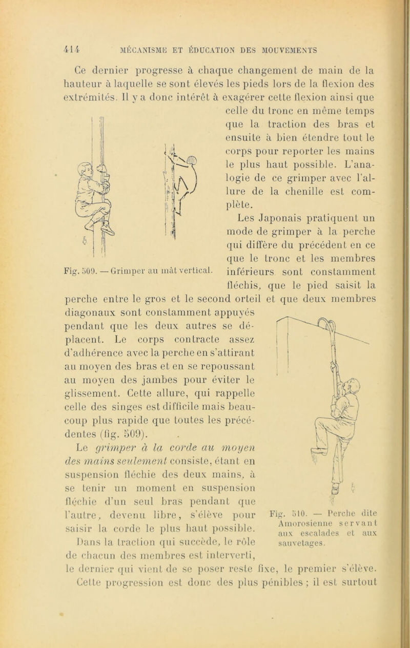 Fig. 509. — Grimper au mât vertical. Ce dernier progresse à chaque changement de main de la hauteur à laquelle se sont élevés les pieds lors de la flexion des extrémités. Il y a donc intérêt à exagérer cette flexion ainsi que celle du tronc en même temps que la traction des bras et ensuite à bien étendre tout le corps pour reporter les mains le plus haut possible. L'ana- logie de ce grimper avec l'al- lure de la chenille est com- plète. Les Japonais pratiquent un mode de grimper à la perche qui diffère du précédent en ce que le tronc et les membres inférieurs sont constamment fléchis, que le pied saisit la perche entre le gros et le second orteil et que deux membres diagonaux sont constamment appuyés pendant que les deux autres se dé- placent. Le corps contracte assez d'adhérence avec la perche en s’attirant au moyen des bras et en se repoussant au moyen des jambes pour éviter le glissement. Cette allure, qui rappelle celle des singes est difficile mais beau- coup plus rapide que toutes les précé- dentes (fîg. 509). Le grimper à la corde au moyen des mains seulement consiste, étant en suspension fléchie des deux mains, à se tenir un moment en suspension fléchie d’un seul bras pendant que l'autre, devenu libre, s'élève pour saisir la corde le plus haut possible. Dans la traction qui succède, le rôle de chacun des membres est interverti, le dernier qui vient de se poser reste fixe, le premier s'élève. Cette progression est donc des plus pénibles; il est surtout Fig. 510. — Perche dite Amorosienne servant aux escalades et aux sauvetages.