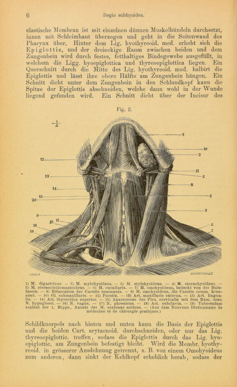 G Regio subhyoidea. elastische Membran ist mit einzelnen dünnen Muskelbündeln durchsetzt, innen mit Schleimhaut überzogen und geht in die Seitenwand des Pharynx über. Hinter dem Lig. hyothyreoid. med. erhebt sich die Epiglottis, und der dreieckige Raum zwischen beiden und dem Zungenbein wird durch festes, fetthaltiges Bindegewebe ausgefüllt, in welchem die Ligg. liyoepiglottica und thyreoepiglottica liegen. Ein Querschnitt durch die Mitte des Lig. hyothyreoid. med. halbirt die Epiglottis und lässt ihre obere Hälfte am Zungenbein hängen. Ein Schnitt dicht unter dem Zungenbein in den Schlundkopf kann die Spitze der Epiglottis abschneiden, welche dann wohl in der Wunde liegend gefunden wird. Ein Schnitt dicht über der Incisur des Fig. 2. 1) M. digastricus. — 2) M. mylohyoideus. — 3) M. stylohyoideus. — 4) M. sternohyoideus. — 5) M. sternocleidomastoideus. — G) M. cucullaris. — 7) M. omohyoideus, bedeckt von der Hals- fascie. — 8) Bifurcation der Carotis communis. — 9) M. omohyoideus, die Carotis comm. kreu- zend. — 10) Gl. submaxillaris. — 11) Parotis. — 12) Art. maxiilaris externa. — 13) Art. lingua- lis. — 14) Art. thyreoidea Superior. — 15) Anastomose des Plex. cervicalis mit dem Rain. desc. N. hypoglossi. — 16) N. vagus. — 17) N. phrenicus. — 18) Art. subclavia. — 19) Tuberculum scaleni der 1. Rippe, Ansatz des M. scalenus anticus. — (Aus dem Nouveau Dictionnaire de ml-decine et de Chirurgie pratiques.) Schildknorpels nach hinten und unten kann die Basis der Epiglottis und die beiden Cart. arytaenoid. durehschneidcn, oder nur das Lig. thyreoepiglottic. treffen, sodass die Epiglottis durch das Lig. hyo- epiglottic. am Zungenbein befestigt bleibt. Wird die Membr. hyothy- reoid. in grösserer Ausdehnung getrennt, z. B. von einem Omohyoideus zum anderen, dann sinkt der Kehlkopf erheblich herab, sodass der