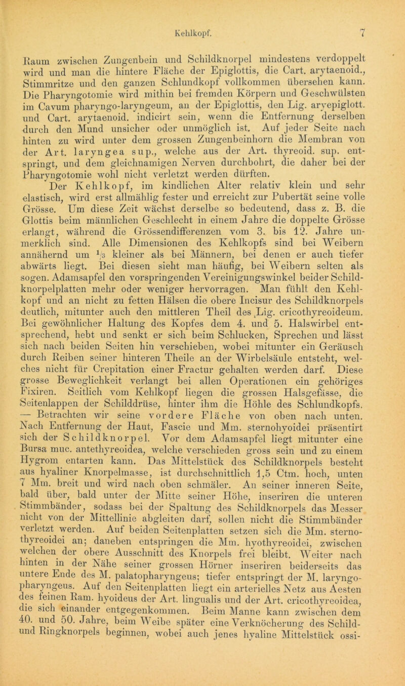 Kaum zwischen Zungenbein und Schildknorpel mindestens verdoppelt wird und man die hintere Fläche der Epiglottis, die Cart. arytaenoid., Stimmritze und den ganzen Schlundkopf vollkommen übersehen kann. Die Pharyngotomie wird mithin bei fremden Körpern und Geschwülsten im Cavum pharyngo-laryngeum, an der Epiglottis, den Lig. aryepiglott. und Cart. arytaenoid. indicirt sein, wenn die Entfernung derselben durch den Mund unsicher oder unmöglich ist. Auf jeder Seite nach hinten zu wird unter dem grossen Zungenbeinhorn die Membran von der Art. laryngea sup., welche aus der Art. thyreoid. sup. ent- springt, und dem gleichnamigen Nerven durchbohrt, die daher bei der Pharyngotomie wohl nicht verletzt werden dürften. Der Kehlkopf, im kindlichen Alter relativ klein und sehr elastisch, wird erst allmählig fester und erreicht zur Pubertät seine volle Grösse. Um diese Zeit wachst derselbe so bedeutend, dass z. B. die Glottis beim männlichen Geschlecht in einem Jahre die doppelte Grösse erlangt, während die Grössendifferenzen vom 3. bis 12. Jahre un- merklich sind. Alle Dimensionen des Kehlkopfs sind bei Weibern annähernd um 1/3 kleiner als bei Männern, bei denen er auch tiefer abwärts liegt. Bei diesen sieht man häufig, bei Weibern selten als sogen. Adamsapfel den vorspringenden Vereinigungswinkel beider Schild- knorpelplatten mehr oder weniger hervorragen. Man fühlt den Kehl- kopf und an nicht zu fetten Hälsen die obere Incisur des Schildknorpels deutlich, mitunter auch den mittleren Theil des .Lig. cricothyreoideum. Bei gewöhnlicher Haltung des Kopfes dem 4. und 5. Halswirbel ent- sprechend, hebt und senkt er sich beim Schlucken, Sprechen und lässt sich nach beiden Seiten hin verschieben, wobei mitunter ein Geräusch durch Reiben seiner hinteren Theile an der Wirbelsäule entsteht, wel- ches nicht für Crepitation einer Fractur gehalten werden darf. Diese grosse Beweglichkeit verlangt bei allen Operationen ein gehöriges Fixiren. Seitlich vom Kehlkopf liegen die grossen IPalsgefässe, die Seitenlappen der Schilddrüse, hinter ihm die Höhle des Schlundkopfs. — Betrachten wir seine vordere Fläche von oben nach unten. Nach Entfernung der Haut, Fascie und Mm. sternoliyoidei präsentirt sich der Schildknorpel. Vor dem Adamsapfel liegt mitunter eine Bursa muc. antethyreoidea, welche verschieden gross sein und zu einem Hygrom entarten kann. Das Mittelstück des Schildknorpels besteht aus hyaliner Knorpelmasse, ist durchschnittlich 1,5 Ctm. hoch, unten 7 Mm. breit und wird nach oben schmäler. An seiner inneren Seite, bald über, bald unter der Mitte seiner Höhe, inseriren die unteren Stimmbänder, sodass bei der Spaltung des Schildknorpels das Messer nicht von der Mittellinie abgleiten darf, sollen nicht die Stimmbänder verletzt werden. Auf beiden Seitenplatten setzen sich die Mm. sterno- th^reoidei an; daneben entspringen die Mm. hyothyreoidei, zwischen welchen der obere Ausschnitt des Knorpels frei bleibt. Weiter nach hinten in der Nähe seiner grossen Hörner inseriren beiderseits das unteie Ende des M. palatopharyngeus; tiefer entspringt der M. laryngo- phaiyngeus. Auf den Seitenplatten liegt ein arterielles Netz aus Aesten des feinen Kam. hyoideus der Art. lingualis und der Art. cricothyreoidea, cie sich einander entgegenkommen. Beim Manne kann zwischen dem r>- *^ire; ^eim W eibe später eine Verknöcherung des Schild- und Ringknorpels beginnen, wobei auch jenes hyaline Mittelstück ossi-