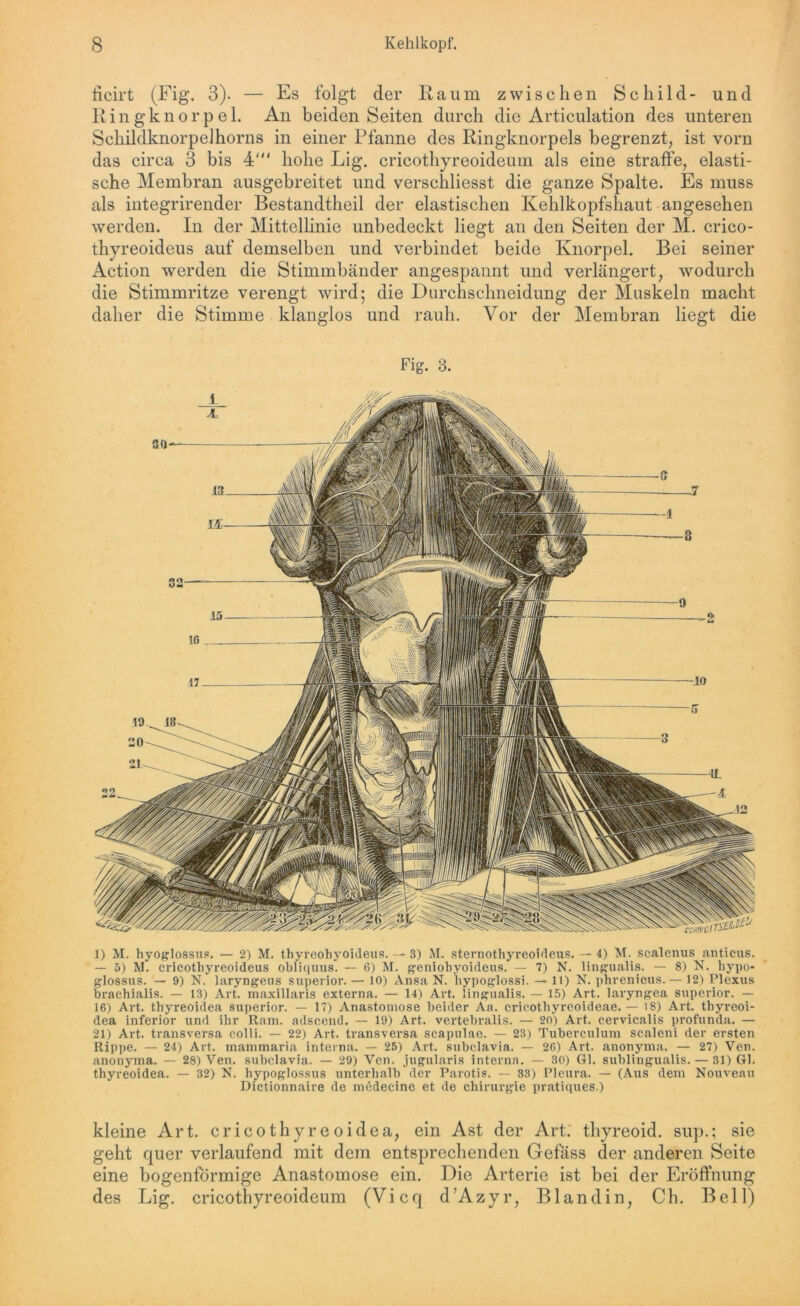licirt (Fig. 3). — Es folgt der Raum zwischen Schild- und Ringknorpel. An beiden Seiten durch die Articulation des unteren Schildknorpelhorns in einer Pfanne des Ringknorpels begrenzt, ist vorn das circa 3 bis 4' hohe Lig. cricothyreoideum als eine straffe, elasti- sche Membran ausgebreitet und verschliesst die ganze Spalte. Es muss als integrirender Bestandtheil der elastischen Kehlkopfshaut angesehen werden. In der Mittellinie unbedeckt liegt an den Seiten der M. crico- thyreoideus auf demselben und verbindet beide Knorpel. Bei seiner Action werden die Stimmbänder angespannt und verlängert, wodurch die Stimmritze verengt wird; die Durchschneidung der Muskeln macht daher die Stimme klanglos und rauh. Vor der Membran liegt die Fig. 3. 1) M. hyoglossus. — 2) M. thyreohyoideus. — 3) M. sternothyreoideus. — 4) M. scalenus anticus. — 5) M. crieothyreoideus obliquus. — 6) M. geniohyoideus. — 7) N. lingualis. — 8) N. hypo- glossus. — 9) N. laryngeus Superior. — 10) Ansa N. hypoglossi. — 11) N. phrenieus.— 12) Plexus braehialis. — 13) Art. maxillaris externa. — 14) Art. lingualis. — 15) Art. laryngea Superior. — 16) Art. thyreoidea superior. — 17) Anastomose beider Aa. cricothyreoideae. — 18) Art. tbyreoi- dea inferior und ihr Ram. adscend. — 19) Art. vei’tebi’alis. — 20) Art. cervicalis profunda. — 21) Art. transversa colli. — 22) Art. transversa scapulae. — 23) Tuberculum scaleni der ersten Rippe. — 24) Art. mammaria interna. — 25) Art. subclavia. — 26) Art. anonyma. — 27) Ven. anonyma. — 28) Ven. subclavia. — 29) Ven. jugularis interna. — 30) Gl. sublingualis. — 31) Gl. thyreoidea. — 32) N. hypoglossus unterhalb der Parotis. — 33) Pleura. — (Aus dem Nouveau Dictionnaire de mddecine et de Chirurgie pratiques.) kleine Art. cricothyreoidea, ein Ast der Art.' thyreoid. sup.; sie geht quer verlaufend mit dem entsprechenden Gefäss der anderen Seite eine bogenförmige Anastomose ein. Die Arterie ist bei der Eröffnung des Lig. cricothyreoideum (Vicq d’Azyr, Bl and in, Ch. Bell)