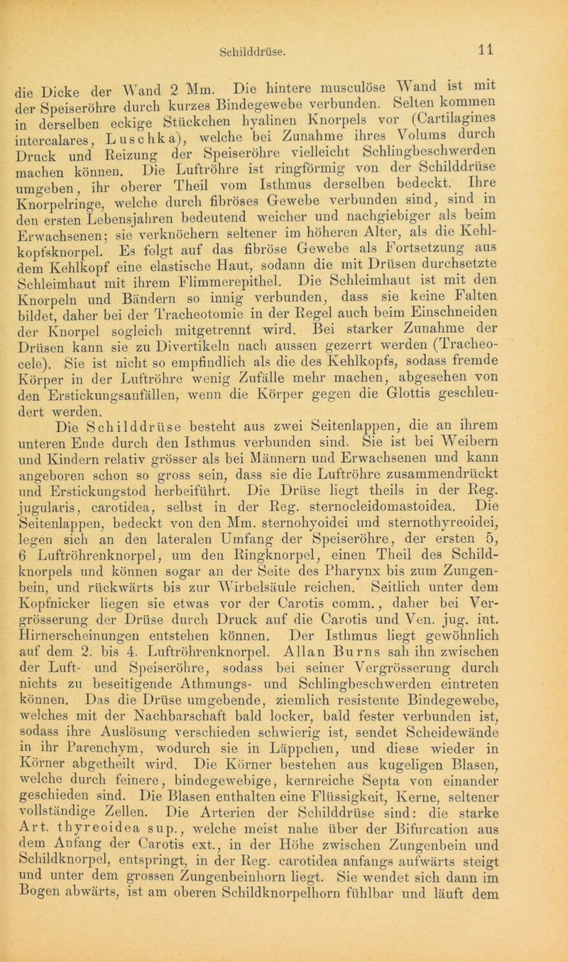 die Dicke der Wand 2 Mm. Die hintere musculöse Wand ist mit der Speiseröhre durch kurzes Bindegewebe verbunden. Selten kommen in derselben eckige Stückchen hyalinen Knorpels vor (Cartilagmes intercalares, Luschka), welche bei Zunahme ihres Volums durch Druck und Reizung der Speiseröhre vielleicht Schlingbeschwerden machen können. Die Luftröhre ist ringförmig von der Schilddrüse umgeben, ihr oberer Theil vom Isthmus derselben bedeckt. Ihre Knorpelringe, welche durch fibröses Gewebe verbunden sind, sind in den ersten Lebensjahren bedeutend weicher und nachgiebiger als beim Erwachsenen; sie verknöchern seltener im höheren Alter, als die Ivehl- kopfsknorpel. Es folgt auf das fibröse Gewebe als Fortsetzung aus dem Kehlkopf eine elastische Haut, sodann die mit Drüsen durchsetzte Schleimhaut mit ihrem Flimmerepithel. Die Schleimhaut ist mit den Knorpeln und Bändern so innig verbunden, dass sie keine Falten bildet, daher bei der Tracheotomie in der Regel auch beim Einschneiden der Knorpel sogleich mitgetrennt wird. Bei starker Zunahme der Drüsen kann sie zu Divertikeln nach aussen gezerrt werden (Tracheo- cele). Sie ist nicht so empfindlich als die des Kehlkopfs, sodass fremde Körper in der Luftröhre wenig Zufälle mehr machen, abgesehen von den Erstickungsanfällen, wenn die Körper gegen die Glottis geschleu- dert werden. Die Schilddrüse besteht aus zwei Seitenlappen, die an ihrem unteren Ende durch den Isthmus verbunden sind. Sie ist bei Weibern und Kindern relativ grösser als bei Männern und Erwachsenen und kann angeboren schon so gross sein, dass sie die Luftröhre zusammendrückt und Erstickungstod herbeiführt. Die Drüse liegt theils in der Reg. jugularis, carotidea, selbst in der Reg. sternocleidomastoidea. Die Seitenlappen, bedeckt von den Mm. sternohyoidei und sternothyreoidei, legen sich an den lateralen Umfang der Speiseröhre, der ersten 5, 6 Luftröhrenknorpel, um den Ringknorpel, einen Theil des Schild- knorpels und können sogar an der Seite des Pharynx bis zum Zungen- bein, und rückwärts bis zur Wirbelsäule reichen. Seitlich unter dem Kopfnicker liegen sie etwas vor der Carotis comm., daher bei Ver- grösserung der Drüse durch Druck auf die Carotis und Ven. jug. int. Hirnerscheinungen entstehen können. Der Isthmus liegt gewöhnlich auf dem 2. bis 4. Luftröhrenknorpel. Allan Bums sah ihn zwischen der Luft- und Speiseröhre, sodass bei seiner Vergrösserung durch nichts zu beseitigende Athmungs- und Schlingbeschwerden eintreten können. Das die Drüse umgebende, ziemlich resistente Bindegewebe, welches mit der Nachbarschaft bald locker, bald fester verbunden ist, sodass ihre Auslösung verschieden schwierig ist, sendet Scheidewände in ihr Parenchym, wodurch sie in Läppchen, und diese wieder in Körner abgetheilt wird. Die Körner bestehen aus kugeligen Blasen, welche durch feinere, bindegewebige, kernreiche Septa von einander geschieden sind. Die Blasen enthalten eine Flüssigkeit, Kerne, seltener vollständige Zellen. Die Arterien der Schilddrüse sind: die starke Art. thyreoidea sup., welche meist nahe über der Bifurcation aus dem Antang der Carotis ext., in der Höhe zwischen Zungenbein und Schildknorpel, entspringt, in der Reg. carotidea anfangs aufwärts steigt und unter dem grossen Zungenbeinhorn liegt. Sie wendet sich dann im Bogen abwärts, ist am oberen Schildknorpelhorn fühlbar und läuft dem