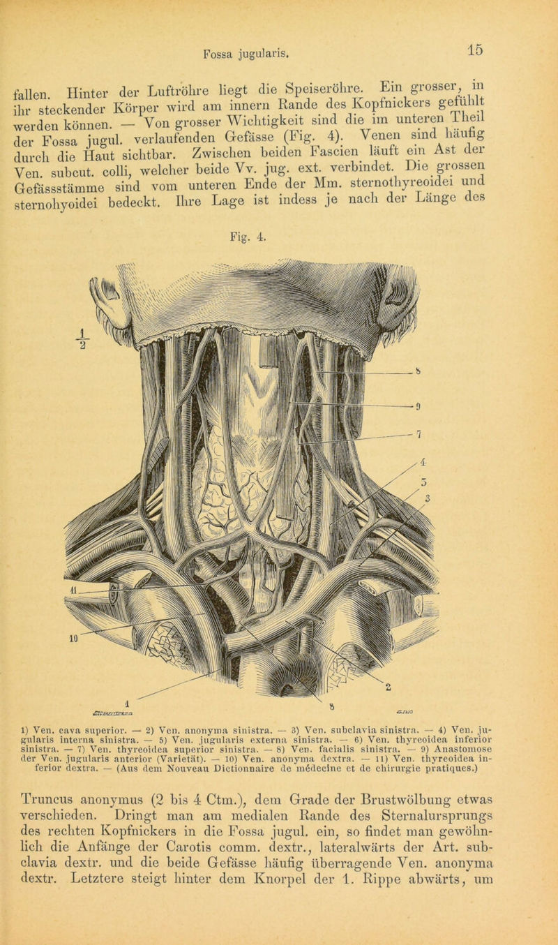 fallen. Hinter der Luftröhre liegt die Speiseröhre. Ein grosser, in ihr steckender Körper wird am mnern Rande des Kopfnickers gefühlt werden können. — Von grosser Wichtigkeit sind die im unteren 1 heil der Fossa jugul. verlaufenden Gefässe (Fig 4). Venen sind häufig durch die Haut sichtbar. Zwischen beiden hascien läuft ein Ast der Ven. subcut. colli, welcher beide Vv. jug. ext. verbindet Die grossen Gefässstämme sind vom unteren Ende der Mm. sternothyreoidei und sternohyoidei bedeckt. Ihre Lage ist indess je nach der Länge dos Fig. 4. 1) Ven. cava superior. — 2) Ven. anonyma sinistra. — 3) Ven. subclavia sinistra. — 4) Ven. ju- gularis interna sinistra. — 5) Ven. jugularis externa sinistra. — 6) Ven. thyreoidea inferior sinistra. — 7) Ven. thyreoidea superior sinistra. — 8) Ven. facialis sinistra. — 9) Anastomose der Ven. jugularis anterior (Varietät). — 10) Ven. anonyma dextra. — 11) Ven. thyreoidea in- ferior dextra. — (Aus dem Nouveau Dictionnaire de rmüdecine et de Chirurgie pratiques.) Truncus anonymus (2 bis 4 Ctm.)7 dem Grade der Brustwölbung etwas verschieden. Dringt man am medialen Rande des SternalurSprungs des rechten Kopfnickers in die Fossa jugul. ein, so findet man gewöhn- lich die Anfänge der Carotis comm. dextr., lateralwärts der Art. sub- clavia dextr. und die beide Gefässe häufig überragende Ven. anonyma dextr. Letztere steigt hinter dem Knorpel der 1. Rippe abwärts, um