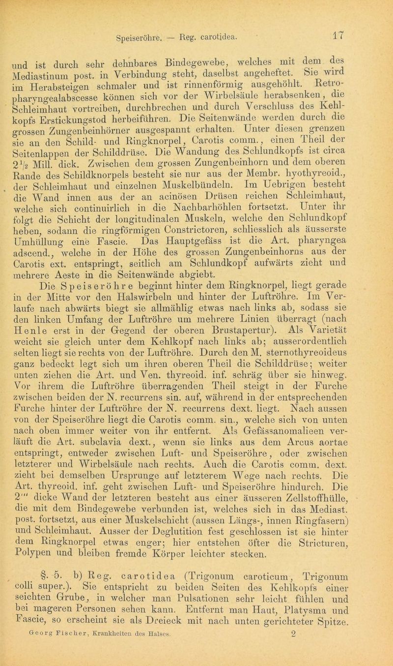 Speiseröhre. — Reg. carotidea. und ist durch sehr dehnbares Bindegewebe, welches mit dem des Mediastinum post, in Verbindung steht, daselbst angeheftet. Sie wird im Herabsteigen schmaler und ist rinnenförmig ausgehöhlt. Retro- pharyngealabscesse können sich vor der Wirbelsäule herabsenken, die Schleimhaut vortreiben, durchbrechen und durch Verschluss des Kehl- kopfs Erstickungstod herbeiführen. Die Seitenwände werden durch die grossen Zungenbeinhörner ausgespannt erhalten. Unter diesen grenzen sie an den Schild- und Ringknorpel, Carotis comm., einen Theil der Seitenlappen der Schilddrüse. Die Wandung des Schlundkopfs ist circa 2^2 Mill. dick. Zwischen dem grossen Zungenbeinhorn und dem oberen Rande des Schildknorpels besteht sie nur aus der Membr. hyothyreoid., der Schleimhaut und einzelnen Muskelbündeln. Im Uebrigen besteht die Wand innen aus der an acinösen Drüsen reichen Schleimhaut, welche sich continuirlich in die Nachbarhöhlen fortsetzt. Unter ihr folgt die Schicht der longitudinalen Muskeln, welche den Schlundkopf heben, sodann die ringförmigen Constrictoren, schliesslich als äusserste Umhüllung eine Fascie. Das Hauptgefäss ist die Art. pharyngea adscend., welche in der Höhe des grossen Zungenbeinhorns aus der Carotis ext. entspringt, seitlich am Schlundkopf aufwärts zieht und mehrere Aeste in die Seitenwände abgiebt. Die Speiseröhre beginnt hinter dem Ringknorpel, liegt gerade in der Mitte vor den Halswirbeln und hinter der Luftröhre. Im Ver- laufe nach abwärts biegt sie allmählig etwas nach links ab, sodass sie den linken Umfang der Luftröhre um mehrere Linien überragt (nach He nie erst in der Gegend der oberen Brustapertur). Als Varietät weicht sie gleich unter dem Kehlkopf nach links ab; ausserordentlich selten liegt sie rechts von der Luftröhre. Durch den M. sternothyreoideus ganz bedeckt legt sich um ihren oberen Theil die Schilddrüse; weiter unten ziehen die Art. und Ven. thyreoid. inf. schräg über sie hinweg. Vor ihrem die Luftröhre überragenden Theil steigt in der Furche zwischen beiden der N. recurrens sin. auf, während in der entsprechenden Furche hinter der Luftröhre der N. recurrens dext. liegt. Nach aussen von der Speiseröhre liegt die Carotis comm. sin., welche sich von unten nach oben immer weiter von ihr entfernt. Als Gefässanomalieen ver- läuft die Art. subclavia dext., wenn sie links aus dem Arcus aortae entspringt, entweder zwischen Luft- und Speiseröhre, oder zwischen letzterer und Wirbelsäule nach rechts. Auch die Carotis comm. dext. zieht bei demselben Ursprünge auf letzterem Wege nach rechts. Die Art. thyreoid. inf. geht zwischen Luft- und Speiseröhre hindurch. Die 2' dicke Wand der letzteren besteht aus einer äusseren Zellstoffhülle, die mit dem Bindegewebe verbunden ist, welches sich in das Mediast. post, tortsetzt, aus einer Muskelschicht (aussen Längs-, innen Ringfasern) und Schleimhaut. Ausser der Deglutition fest geschlossen ist sie hinter dem Ringknorpel etwas enger; hier entstehen öfter die Stricturen, Polypen und bleiben fremde Körper leichter stecken. §. 5. b) Reg. carotidea (Trigonum caroticum, Trigonum colli super.). Sie entspricht zu beiden Seiten des Kehlkopfs einer seichten Grube, in welcher man Pulsationen sehr leicht fühlen und bei mageren Personen sehen kann. Entfernt man Haut, Platysma und Fascie, so erscheint sie als Dreieck mit nach unten gerichteter Spitze. Georg Fischer, Krankheiten des Halses. 2