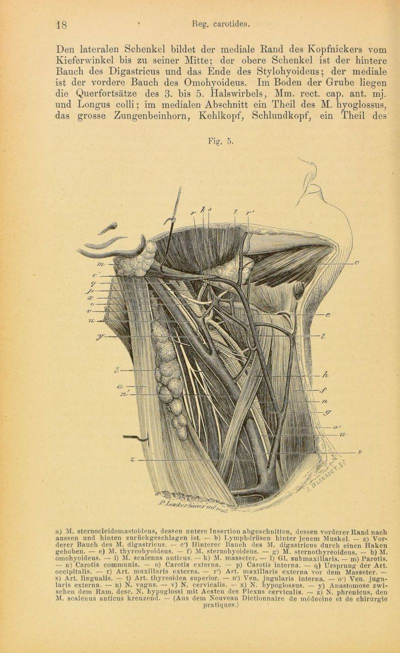 Den lateralen Schenkel bildet der mediale Rand des Kopfnickers vom Kieferwinkel bis zu seiner Mitte; der obere Schenkel ist der hintere Bauch des Digastricus und das Ende des Stylohyoideus; der mediale ist der vordere Bauch des Omohyoideus. Im Boden der Grube liegen die Querfortsätze des 3. bis 5. Halswirbels, Mm. rect. cap. ant. inj. und Longus colli; im medialen Abschnitt ein Theil des M. hyoglossus, das grosse Zungenbeinhorn, Kehlkopf, Schlundkopf, ein Theil des Fig. 5. a) M. sternocleidomastoideus, dessen untere Tnsertion angeschnitten, dessen vorderer Rand nach aussen und hinten zurückgeselilagen ist. — b) Lymphdriisen hinter jenem Muskel. — c) Vor- derer Bauch des M. digastricus. — c') Hinterer Bauch des M. digastricus durch einen Haken gehoben. — e) M. thyreohyoideus. — f) M. sternohyoideus. — g) M. sternotliyreoideus. — li) M. omohyoideus. — i) M. scalenus anticus. — k) M. masseter. — 1) Gl. submaxillaris. — m) Parotis. — n) Carotis communis. — o) Carotis externa. — p) Carotis interna. — q) Ursprung der Art. occipitalis. — r) Art. maxillaris externa. — r') Art. maxillaris externa vor dem Masseter. — s) Art. lingualis. — t) Art. thyreoidea superior. — n') Ven. iugularis interna. — o') Ven. jugu- laris externa. — u) N. vagus. — v) N. eervicalis. x) N. liypoglossus. — y) Anastomose zwi- schen dem Kam. dese. N. hypoglossi mit Aesten des Plexus eervicalis. — z) N. phrenicus, den M. scalenus anticus kreuzend. — (Aus dem Nouveau Dictionnaire de mödecine et de Chirurgie pratiques.)