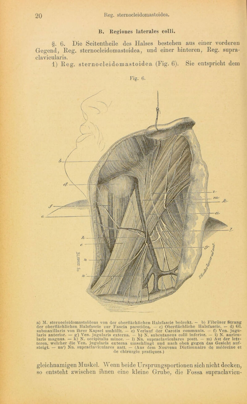 B. Ilegioues laterales colli. §. 6. Die Seitentheile des Halses bestehen aus einer vorderen Gegend; Reg. sternocleidomastoidea; und einer hinteren; Reg. supra- clavicularis. 1) Reg. sternocleidomastoidea (Fig. 6). Sie entspricht dem Fig. 6. a) M. sternocleidomastoideus von der oberflächlichen Ilalsfascie bedeckt. — b) Fibröser Strang der oberflächlichen Ilalsfascie zur Fascia parotidea. — c) Oberflächliche Ilalsfascie. — d) Gl. submaxillaris von ihrer Kapsel umhüllt. — e) Verlauf der Carotis communis. — f) Ven. jugu- laris anterior. — g) Ven. jugularis externa. — h) N. subcutaneus colli inferior. — i) N. auriou- laris magnus. — k) N. occipitalis minor. — 1) Nn. supraclaviculares postt. — m) Ast der letz- teren, welcher die Ven. jugularis externa umschlingt und nach oben gegen das Gesicht auf- steigt. — nn') Nn. supraclaviculares antt. — (Aus dem Nouveau Dictionnaire de mßdecine et de Chirurgie pratiques.) gleichnamigen Muskel. Wenn beide Ursprungsportionen sich nicht decken; so entsteht zwischen ihnen eine kleine Grube; die Fossa supraclavicu-