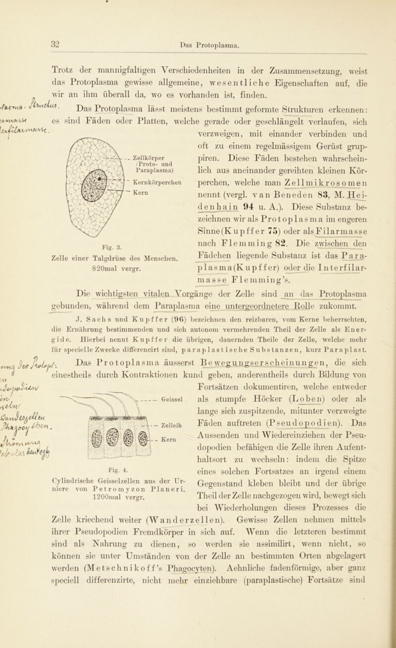 und Trotz der mannigfaltigen Verschiedenheiten in der Zusammensetzung, weist das Protoplasma gewisse allgemeine, wesentliche Eigenschaften auf, die „ wir an ihm überall da, wo es vorhanden ist, finden. 0, / </ < ■ Das Protoplasma lässt meistens bestimmt geformte Strukturen erkennen: es sind Fäden oder Platten, welche gerade oder geschlängelt verlaufen, sich verzweigen, mit einander verbinden und oft zu einem regelmässigem Gerüst grup- piren. Diese Fäden bestehen wahrschein- lich aus aneinander gereihten kleinen Kör- perchen, welche man Z e 11 m i k r o s o m e n nennt (vergl. van Bene den 83, M. Hei- denhain 04 u. A.). Diese Substanz be- zeichnen wir als Protoplasma im engeren Sinne(Kupff er 75) oder alsFilarmasse nach Flemming 82. Die zwischen den Fädchen liegende Substanz ist das Para- p 1 asma(Iv u p f f er) oder die Interf ilar- A-V -- Zellkörper i \ (Proto- ui Paraplasma) Kernkörperchen Kern •v. Fü Zelle einer Talgdrüse des Menschen. 820mal vergr. masse Flemming’s. Al Die wichtigsten vitalen Vorgänge der Zelle sind an das Protoplasma gebunden, während dem Paraplasma eine untergeordnetere Rolle zukommt. J. Sachs und K u p f f e r (96) bezeichnen den reizbaren, vom Kerne beherrschten, die Ernährung bestimmenden und sich autonom vermehrenden Theil der Zelle als Euer- gide. Hierbei nennt K upff er die übrigen, dauernden Theile der Zelle, welche mehr für specielle Zwecke differencirt sind, paraplastische Substanzen, kurz Paraplast. Jw Das Protoplasma äusserst Be weg u ng.se rs eh einun gen, die sich einestheils durch Kontraktionen kund geben, anderentheils durch Bildung von Fortsätzen dokumentiren, welche entweder orv ßx n Jih/nvi — Geissei als stumpfe Höcker (Loben) oder als lange sich zuspitzende, mitunter verzweigte Fäden auftreten (Pseudopodien). Das Aussenden und Wiedereinziehen der Pseu- dopodien befähigen die Zelle ihren Aufent- haltsort zu wechseln: indem die Spitze eines solchen Fortsatzes an irgend einem Gegenstand kleben bleibt und der übrige Theil der Zelle nackgezogen wird, bewegt sich bei Wiederholungen dieses Prozesses die Zelle kriechend weiter (Wan der zellen). Gewisse Zellen nehmen mittels ihrer Pseudopodien Fremdkörper in sich auf. Wenn die letzteren bestimmt sind als Nahrung zu dienen, so werden sie assimilirt, wenn nicht, so können sie unter Umständen von der Zelle an bestimmten Orten abgelagert werden (Me t sehn i ko ff’s Phagocyten). Aehnliclie fadenförmige, aber ganz speciell differenzirte, nicht mehr einziehbare (paraplastische) Fortsätze sind Fig. 4. Cyliudrische Geisselzellen aus der Ur- von Petromyzon Planeri. 1200mal vergr. liiere