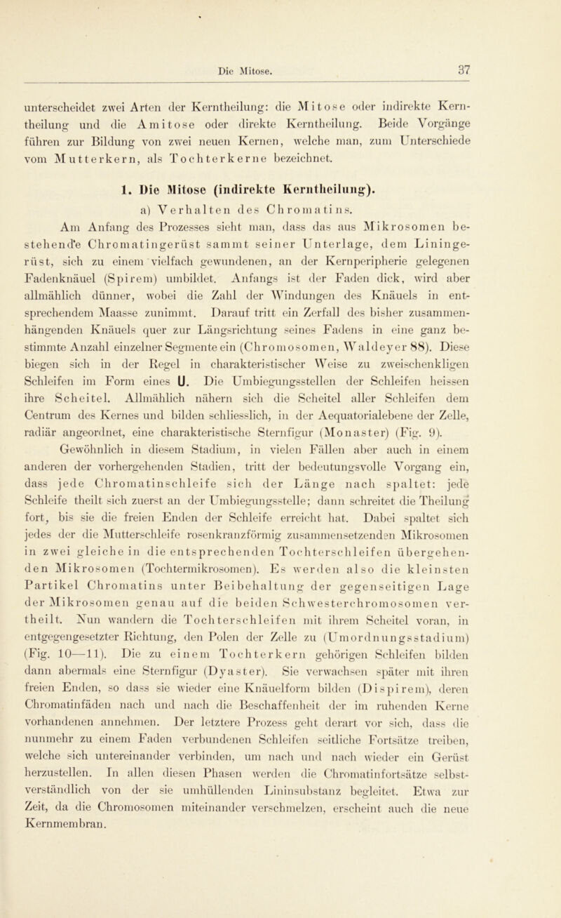 unterscheidet zwei Arten der Kerntheilung: die Mitose oder indirekte Kern- theilung und die Ami tose oder direkte Kerntheilung. Beide Vorgänge führen zur Bildung von zwei neuen Kernen, welche man, zum Unterschiede vom Mutterkern, als Tochter kerne bezeichnet. 1. Die Mitose (indirekte Kerntheilung). a) V e r h alten des C h r o m a ti n s. Am Anfang des Prozesses sieht man, dass das aus Mikrosomen be- stehende Chromatingerüst samint seiner Unterlage, dem Lininge- riist, sich zu einem vielfach gewundenen, an der Kernperipherie gelegenen Fadenknäuel (Spirem) umbildet. Anfangs ist der Faden dick, wird aber allmählich dünner, wobei die Zahl der Ahndungen des Knäuels in ent- sprechendem Maasse zunimmt. Darauf tritt ein Zerfall des bisher zusammen- hängenden Knäuels quer zur Längsrichtung seines Fadens in eine ganz be- stimmte Anzahl einzelner Segmente ein (Chromosomen, Waldeyer 88). Diese biegen sich in der Regel in charakteristischer Weise zu zweischenkligen Schleifen im Form eines U. Die Umbiegungsstellen der Schleifen heissen ihre Scheitel. Allmählich nähern sich die Scheitel aller Schleifen dem Centrum des Kernes und bilden schliesslich, in der Aequatorialebene der Zelle, radiär angeordnet, eine charakteristische Sternfigur (Monaster) (Fig. 9). Gewöhnlich in diesem Stadium, in vielen Fällen aber auch in einem anderen der vorhergehenden Stadien, tritt der bedeutungsvolle Vorgang ein, dass jede Chromatinschleife sich der Länge nach spaltet: jede Schleife theilt sich zuerst an der Umbiegungsstelle; dann schreitet die Theilung fort, bis sie die freien Enden der Schleife erreicht hat. Dabei spaltet sich jedes der die Mutterschleife rosen kranzförmig zusammensetzenden Mikrosomen in zwei gleichein die entsprechenden Tochterschleifen übergehen- den Mikrosomen (Tochtermikrosomen). Es w7erden also die kleinsten Partikel Chromatins unter Beibehaltung der gegenseitigen Lage der Mikrosomen genau auf die beiden Schwesterchromosomen ver- theilt. Nun wandern die Tochterschleifen mit ihrem Scheitel voran, in entgegengesetzter Richtung, den Polen der Zelle zu (Umordnungsstadium) (Fig. 10—11). Die zu einem Tochterkern gehörigen Schleifen bilden dann abermals eine Sternfigur (Dyaster). Sie verwachsen später mit ihren freien Enden, so dass sie wieder eine Knäuelform bilden (Dispirem), deren Chromatinfäden nach und nach die Beschaffenheit der im ruhenden Kerne vorhandenen an nehmen. Der letztere Prozess geht derart vor sich, (.lass die nunmehr zu einem Faden verbundenen Schleifen seitliche Fortsätze treiben, welche sich untereinander verbinden, um nach und nach wieder ein Gerüst herzustellen. In allen diesen Phasen werden die Chromatinfortsätze selbst- verständlich von der sie umhüllenden Lininsubstanz begleitet. Etwa zur Zeit, da die Chromosomen miteinander verschmelzen, erscheint auch die neue Kernmembran.