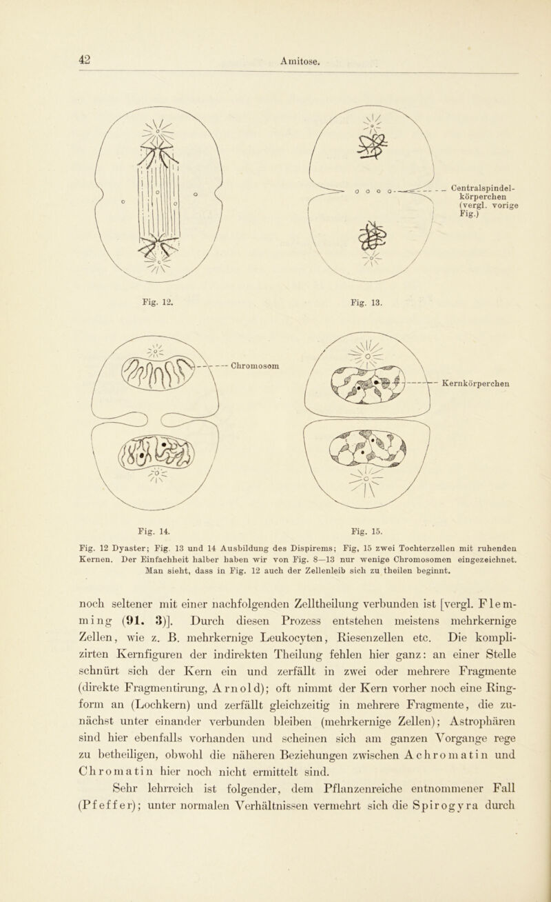 Centralspindel- körperchen (vergl. vorige Fig.) Fig. 13. Fig. 14. Fig. 15. Fig. 12 Dyaster; Fig. 13 und 14 Ausbildung des Dispirems; Fig, 15 zwei Tochterzellen mit ruhenden Kernen. Der Einfachheit halber haben wir von Fig. 8—13 nur wenige Chromosomen eingezeiehnet. Man sieht, dass in Fig. 12 auch der Zellenleib sich zu theilen beginnt. noch seltener mit einer nachfolgenden Zelltheilung verbunden ist [vergl. Flem- ming (91. 3)]. Durch diesen Prozess entstehen meistens mehrkernige Zellen, wie z. B. mehrkernige Leukocyten, Riesenzellen etc. Die kompli- zirten Kernfiguren der indirekten Theilung fehlen hier ganz: an einer Stelle schnürt sich der Kern ein und zerfällt in zwei oder mehrere Fragmente (direkte Fragmentirang, Arnold); oft nimmt der Kern vorher noch eine Ring- form an (Lochkern) und zerfällt gleichzeitig in mehrere Fragmente, die zu- nächst unter einander verbunden bleiben (mehrkernige Zellen); Astrophären sind hier ebenfalls vorhanden und scheinen sich am ganzen Vorgänge rege zu betheiligen, obwohl die näheren Beziehungen zwischen Achromatin und Chromatin hier noch nicht ermittelt sind. Sehr lehrreich ist folgender, dem Pflanzenreiche entnommener Fall (Pfeffer); unter normalen Verhältnissen vermehrt sich die S p i r o g y ra durch