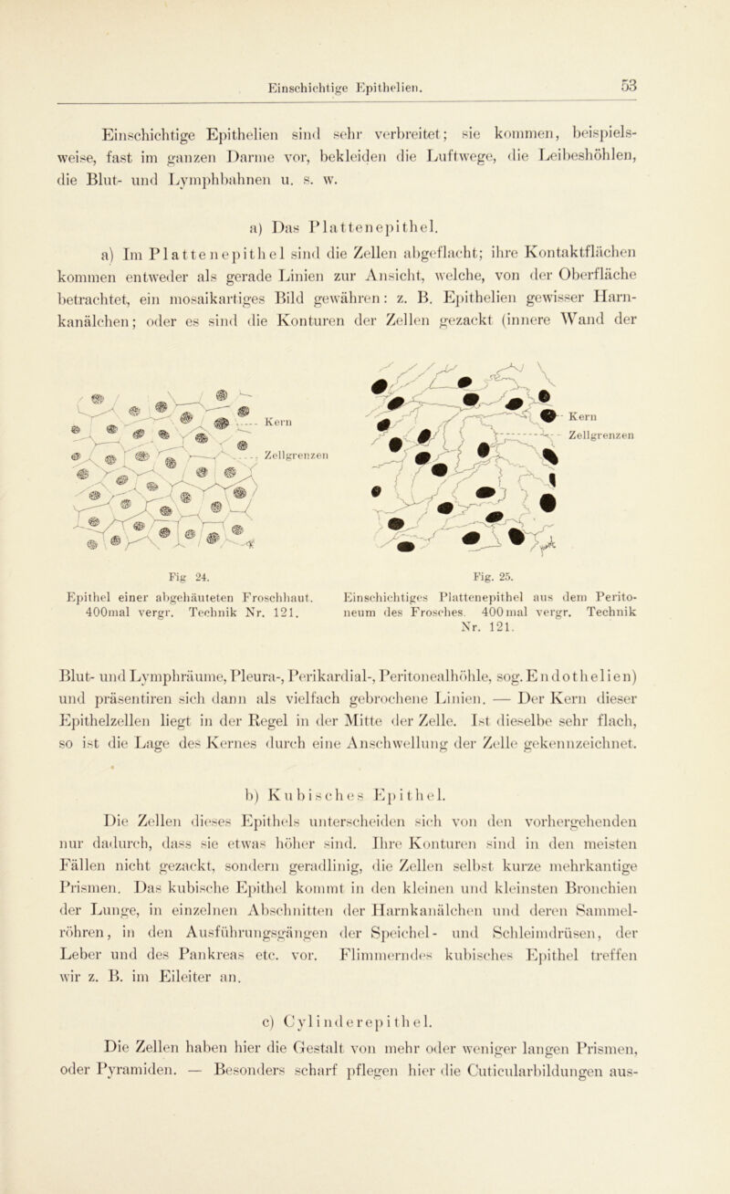 Einschichtige Epithelien sind sehr verbreitet; sie kommen, beispiels- weise, fast im ganzen Darme vor, bekleiden die Luftwege, die Leibeshöhlen, die Blut- und Lymphbahnen u. s. w. a) Das Plattenepithel. a) Im Plattenepithei sind die Zellen abgeflacht; ihre Kontaktflächen kommen entweder als gerade Linien zur Ansicht, welche, von der Oberfläche betrachtet, ein mosaikartiges Bild gewähren: z. B. Epithelien gewisser Harn- kanälchen; oder es sind die Konturen der Zellen gezackt (innere Wand der Kern Zellgrenzen Kern Zellgrenzen Fig 24. Epithel einer abgehäuteten Froschhaut. 400mal vergr. Technik Nr. 121. Fig. 25. Einschichtiges Plattenepithel aus dein Perito- neum des Frosches. 400mal vergr. Technik Nr. 121. Blut- und Lymphräume, Pleura-, Perikardial-, Peritonealhöhle, sog. Endothel ien) und präsentiren sich dann als vielfach gebrochene Linien. — Der Kern dieser Epithelzellen liegt in der Regel in der Mitte der Zelle. Ist dieselbe sehr flach, so ist die Lage des Kernes durch eine Anschwellung der Zelle gekennzeichnet. b) Kubisches E p i t h e 1. D ie Zellen dieses Epithels unterscheiden sich von den vorhergehenden nur dadurch, dass sie etwas höher sind. Ihre Konturen sind in den meisten Fällen nicht gezackt, sondern geradlinig, die Zellen selbst kurze mehrkantige Prismen. Das kubische Epithel kommt in den kleinen und kleinsten Bronchien der Lunge, in einzelnen Abschnitten der Harnkanälchen und deren Sammel- röhren, in den Ausführungsgängen der Speichel- und Schleimdrüsen, der Leber und des Pankreas etc. vor. Flimmerndes kubisches Epithel treffen wir z. B. im Eileiter an. c) Cylinderepithel. Die Zellen haben liier die Gestalt von mehr oder weniger langen Prismen, oder Pyramiden. — Besonders scharf pflegen hier die Cuticularbildungen aus-