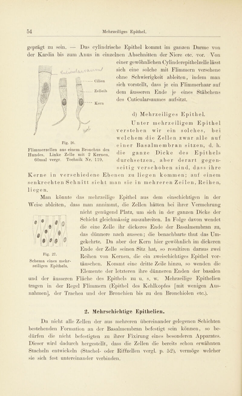 geprägt zu sein. — Das cylindrische Epithel kommt im ganzen Darme von der Kardia bis zum Anus in einzelnen Abschnitten der Niere etc. vor. Von einer gewöhnlichen Cylinderepithelzelle lässt sich eine solche mit Flimmern versehene ohne Schwierigkeit ableiten, indem man sich vorstellt, dass je ein Flimmerhaar auf dem äusseren Ende je eines Stäbchens des Cuticularsaumes aufsitzt. r'gi Fig. 26. Flimmerzellen aus einem Bronchus des Hundes. Linke Zelle mit 2 Kernen. 60mal vergr. Technik Nr. 119. iW Cilien Zelleib Kern d) Mehrzeiliges Epithel. Unter mehrzeiligem Epithel verstehen wir ein solches, bei welchem die Zellen zwar alle auf einer Basalmembran sitzen, d. h. die ganze Dicke des Epithels durchsetzen, aber derart gegen- s e i t i g verschoben sind, dass ihre Kerne in verschiedene Ebenen zu liegen kommen; auf einem senkrechten Schnitt sieht man sie in mehreren Zeilen, Reihen, liegen. Man könnte das mehrzeilige Epithel aus dem einschichtigen in der Weise ableiten, dass man annimmt, die Zellen hätten bei ihrer Vermehrung nicht genügend Platz, um sich in der ganzen Dicke der Schicht gleiclnnässig auszubreiten. In Folge davon wendet die eine Zelle ihr dickeres Ende der Basalmembran zu, das dünnere nach aussen; die benachbarte thut das Um- gekehrte. Da aber der Kern hier gewöhnlich im dickeren Ende der Zelle seinen Sitz hat, so resultiren daraus zwei Reihen von Kernen, die ein zweischichtiges Epithel Vor- täuschen. Kommt eine dritte Zeile hinzu, so wenden die Elemente der letzteren ihre dünneren Enden der basalen und der äusseren Fläche des Epithels zu u. s. w. Mehrzeilige Epithelien tragen in der Regel Flimmern (Epithel des Kehlkopfes [ mit wenigen Aus- Fig. 27. Schema eiues mehr- zeiligen Epithels. nahmen], der Trachea und der Bronchien bis zu den Bronchiolen etc.). 2. Mehrschichtige Epithelien. Da nicht alle Zellen der aus mehreren übereinander gelegenen Schichten bestehenden Formation an der Basalmembran befestigt sein können, so be- dürfen die nicht befestigten zu ihrer Fixirung eines besonderen Apparates. Dieser wird dadurch hergestellt, dass die Zellen die bereits schon erwähnten Stacheln entwickeln (Stachel- oder Riffzellen vergl. p. 52), vermöge welcher sie sich fest untereinander verbinden.