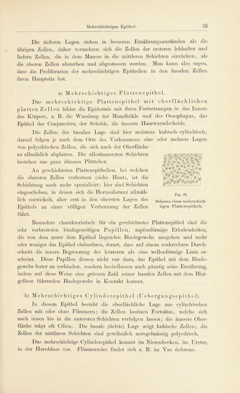 Die tieferen Lagen stehen in besseren Ernährungszuständen als die übrigen Zellen, daher vermehren sielt die Zellen der ersteren lebhafter und o liefern Zellen, die in dem Maasse in die mittleren Schichten einrücken, als die oberen Zellen absterben und abgestossen werden. Man kann also sagen, dass die Proliferation der mehrschichtigen Epithelien in den basalen Zellen ihren Hauptsitz hat. a) Mehrschichtiges Plattenepithel. Das mehrschichtige Plattenepithel mit oberflächlichen platten Zellen bildet die Epidermis mit ihren Fortsetzungen in das Innere des Körpers, z. B. die Wandung der Mundhöhle und des Oesophagus, das Epithel der Conjunctiva, der Scheide, die äussere Haarwurzelscheide. Die Zellen der basalen Lage sind hier meistens kubisch-cylindrisch; darauf folgen je nach dem Orte des Vorkommens eine oder mehrere Lagen von polyedrischen Zellen, die sich nach der Oberfläche zu allmählich abplatten. Die alleräussersten Schichten bestehen aus ganz dünnen Plättchen An geschichteten Plattenepithelien, bei welchen die obersten Zellen verhornen (siehe Haut), ist die Schichtung noch mehr spezialisirt: hier sind Schichten eingeschoben, in denen sich die Hornsubstanz allmäh- lich entwickelt, aber erst in den obersten Lagen des Epithels zu einer völligen Verhornung der Zellen führt. Besonders charakteristisch für ein geschichtetes Plattenepithel sind die sehr verbreiteten bindegewebigen Papillen, zapfen förmige Erhabenheiten, die von dem unter dem Epithel liegenden Bindegewebe ausgehen und mehr oder weniger das Epithel einbuchten, derart, dass auf einem senkrechten Durch- schnitt die innere Begrenzung des letzteren als eine wellenförmige Linie er- scheint. Diese Papillen dienen nicht nur dazu, das Epithel mit dem Binde- gewebe fester zu verbinden, sondern beeinflussen auch günstig seine Ernährung, indem auf diese Weise eine grössere Zahl seiner basalen Zellen mit dem Blut- gefässe führenden Bindegewebe in Kontakt kommt. Fig. 28. Schema eines mehrschich- tigen Plattenepithels. b) Mehrschichtiges Cylinderepithel (Uebergangsepithel). In diesem Epithel besteht die oberflächliche Lage aus cylindrischen Zellen mit oder ohne Flimmern; die Zellen besitzen Fortsätze, welche sich nach innen bis in die untersten Schichten verfolgen lassen; die äussere Ober- fläche trägt oft Cilien. Die basale (tiefste) Lage zeigt kubische Zellen; die Zellen der mittleren Schichten sind gewöhnlich unregelmässig polyedrisch. Das mehrschichtige Cylinderepithel kommt im Nierenbecken, im Ureter, in der Harnblase vor. Flimmerndes findet sich z. B. im Vas deferens.