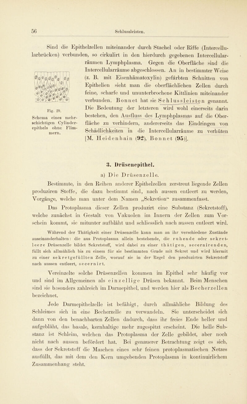 Sind die Epithelzellen miteinander durch Stachel oder Riffe (Intercellu- larbrücken) verbunden, so cirkulirt in den hierdurch gegebenen Intercellular- räumen Lymphplasma. Gegen die Oberfläche sind die Intercellularräume abgeschlossen. An in bestimmterWeise (z. B. mit Eisenhämatoxylin) gefärbten Schnitten von Epithelien sieht man die oberflächlichen Zellen durch feine, scharfe und ununterbrochene Kittlinien miteinander verbunden. Bonnet hat sie Schluss leis te n genannt. Die Bedeutung der letzteren wird wohl einerseits darin bestehen, den Ausfluss des Lymphplasmas auf die Ober- fläche zu verhindern, andererseits das Eindringen von Schädlichkeiten in die Intercellularräume zu verhüten [M. Heiden hain (1)2), Bon net (95)]. 3. Dr iisenepithel. a) Die Drüsenzelle. Bestimmte, in den Reihen anderer Epithelzellen zerstreut liegende Zellen produziren Stoffe, die dazu bestimmt sind, nach aussen entleert zu werden, Vorgänge, welche man unter dem Namen „Sekretion“ zusammenfasst. Das Protoplasma dieser Zellen produzirt eine Substanz (Sekretstoff), welche zunächst in Gestalt von Vakuolen im Innern der Zellen zum Vor- schein kommt, sie mitunter auf bläht und schliesslich nach aussen entleert wird. Während der Thätigkeit einer Drüsenzelle kann man an ihr verschiedene Zustände auseinanderhalten: die aus Protoplasma allein bestehende, die ruhende oder sekret- leere Drüsenzelle bildet SekretstofF, wird dabei zu einer thätigen, secernirenden, füllt sich allmählich bis zu einem für sie bestimmten Grade mit Sekret und wird hiermit zu einer sekretgefüllten Zelle, worauf sie in der Kegel den produzirten SekretstofF nach aussen entleert, secernirt. Vereinzelte solche Drüsenzellen kommen im Epithel sehr häufig vor und sind im Allgemeinen als einzeilige Drüsen bekannt. Beim Menschen sind sie besonders zahlreich im Darmepithel, und werden hier als Becher zellen bezeichnet. Jede Darmepithelzelle ist befähigt, durch allmähliche Bildung des Schleimes sich in eine Becherzelle zu verwandeln. Sie unterscheidet sich dann von den benachbarten Zellen dadurch, dass ihr freies Ende heller und aufgebläht, das basale, kernhaltige mehr zugespitzt erscheint. Die helle Sub- stanz ist Schleim, welchen das Protoplasma der Zelle gebildet, aber noch nicht nach aussen befördert hat. Bei genauerer Betrachtung zeigt es sich, dass der Sekretstoff die Maschen eines sehr feinen protoplasmatischen Netzes ausfüllt, das mit dem den Kern umgebenden Protoplasma in kontinuirlichem Zusammenhang steht. Schema eines mehr- schichtigen Cylinder- epithels ohne Flim- mern.