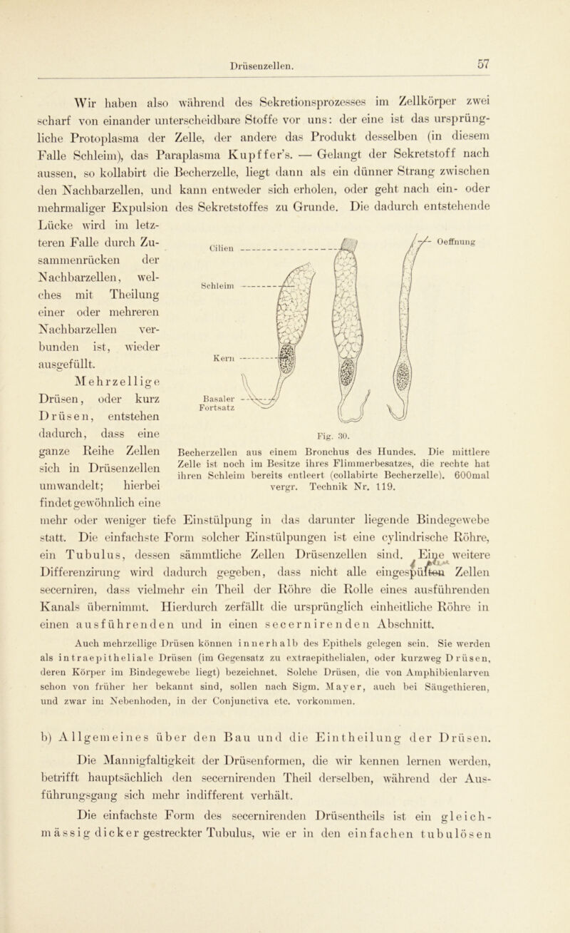 Wir haben also während des Sekretionsprozesses im Zellkörper zwei scharf von einander unterscheidbare Stoffe vor uns: der eine ist das ursprüng- liche Protoplasma der Zelle, der andere das Produkt desselben (in diesem Falle Schleim), das Paraplasma Kupffer’s. — Gelangt der Sekretstoff nach aussen, so kollabirt die Becherzelle, liegt dann als ein dünner Strang zwischen den Nachbarzellen, und kann entweder sich erholen, oder geht nach ein- oder mehrmaliger Expulsion des Sekretstoffes zu Grunde. Die dadurch entstehende Lücke wird im letz- Oeffnung nn teren Falle durch Zu- sammenrücken der N achbarzellen, wel- ches mit Theilung einer oder mehreren Nachbarzellen ver- bunden ist, wieder ausgefüllt. Mehrzellige Drüsen, oder kurz D r ü s e n, entstehen dadurch, dass eine ganze Reihe Zellen sich in Drüsenzellen um wandelt; hierbei findet gewöhnlich eine mehr oder weniger tiefe Einstülpung in das darunter liegende Bindegewebe statt. Die einfachste Form solcher Einstülpungen ist eine cylindrische Röhre, ein Tubulus, dessen sämmtliche Zellen Drüsenzellen sind. Eiye weitere Differenzirung wird dadurch gegeben, dass nicht alle eingespüfae«. Zellen secerniren, dass vielmehr ein Theil der Röhre die Rolle eines ausführenden Kanals übernimmt. Hierdurch zerfällt die ursprünglich einheitliche Röhre in einen ausführenden und in einen secerniren den Abschnitt. Becherzellen aus einem Bronchus des Hundes. Die mittlere Zelle ist noch im Besitze ihres Flimmerbesatzes, die rechte hat ihren Schleim bereits entleert (collabirte Becherzelle). 600mal vergr. Technik Nr. 119. Auch mehrzellige Drüsen können innerhalb des Epithels gelegen sein. Sie werden als intraepitheliale Drüsen (im Gegensatz zu extraepithelialen, oder kurzweg D rüsen, deren Körper im Bindegewebe liegt) bezeichnet. Solche Drüsen, die von Amphibienlarven schon von früher her bekannt sind, sollen nach Sigm. Mayer, auch bei Säugethieren, und zwar im Nebenhoden, in der Conjunctiva etc. Vorkommen. b) Allgemeines über den Bau und die Ein theilung der Drüsen. Die Mannigfaltigkeit der Drüsenformen, die wir kennen lernen werden, betrifft hauptsächlich den secernirenden Theil derselben, während der Aus- führungsgang sich mehr indifferent verhält. Die einfachste Form des secernirenden Drüsentheils ist ein gleich- massig dicker gestreckter Tubulus, wie er in den einfachen tubulösen
