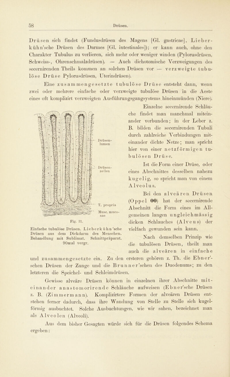 Drüsen sieh findet (Fundusdrüsen des Magens [Gl. gastricae], Lieber- kühn’sche Drüsen des Darmes [Gl. intestinales]); er kann auch, ohne den Charakter Tubulus zu verlieren, sich mehr oder weniger winden (Pylorusdrüsen, Schweiss-, Ohrenschmalzdrüsen). — Auch dichotomische Verzweigungen des secernirenden Theils kommen an solchen Drüsen vor — verzweigte tubu- löse Drüse Pylorusdrüsen, Uterindrüsen). Eine zusammengesetzte tubulöse Drüse entsteht dann, wenn zwei oder mehrere einfache oder verzweigte tubulöse Drüsen in die Aeste eines oft komplizirt verzweigten Ausführungsgangsystems hineinmünden (Niere). Einzelne secernirende Schläu- che findet man manchmal mitein- ander verbunden; in der Leber z. B. bilden die secernirenden Tubuli durch zahlreiche Verbindungen mit- einander dichte Netze; man spricht hier von einer netzförmigen tu- b u 15 s e n Drüse. Ist die Form einer Drüse, oder eines Abschnittes desselben nahezu kugelig, so spricht man von einem Alveolus. Bei den alveären Drüsen (Oppel 00) hat der secernirende Abschnitt die Form eines im All- gemeinen langen u n gleich massig dicken Schlauches (Alveus) der vielfach gewunden sein kann. Nach demselben Prinzip wie die tubulösen Drüsen, theilt man auch die alveären in einfache und zusammengesetzte ein. Zu den ersteren gehören z. Th. die Ebner- sehen Drüsen der Zunge und die B r u n n e r ’schen des Duodenums; zu den letzteren die Speichel- und Schleimdrüsen. Gewisse alveäre Drüsen können in einzelnen ihrer Abschnitte mit- einander anastomoriren d e Schläuche auf weisen (Ebne r’sche Drüsen z. B. (Zimmermann). Komplizirtere Formen der alveären Drüsen ent- stehen ferner dadurch, dass ihre Wandung von Stelle zu Stelle sich kugel- förmig ausbuchtet. Solche Ausbuchtungen, wie wir sahen, bezeichnet man als Alveol en (Alveoli). Aus dem bisher Gesagten würde sich für die Drüsen folgendes Schema ergeben: Drüsen- lumen Drüsen- zellen T. propria Muse, muco- sae Einfache tubulöse Drüsen. Lieberkühn ’sche Drüsen aus dem Dickdarm des Menschen. Behandlung mit Sublimat. Schnittpräparat. 90mal vergr.