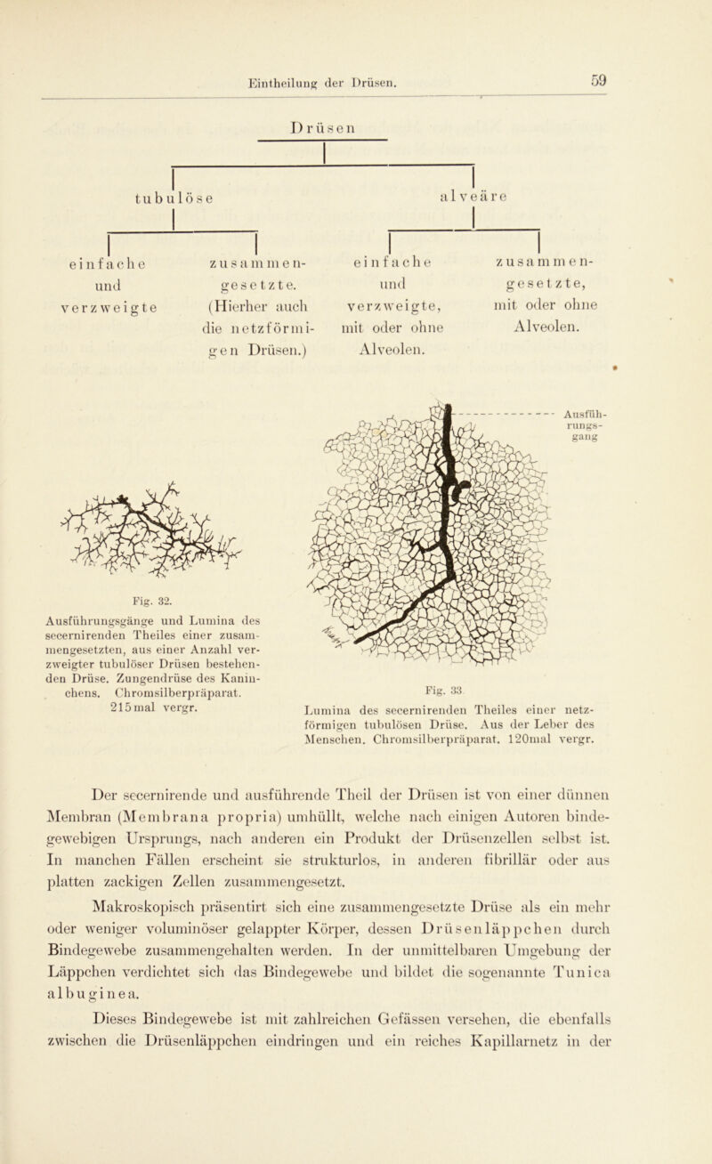 Eintheilung der Drüsen. Drüsen t u b u 1 ö s e a 1 v e a r e einfache und verzweigte zusamme n- gese tzte. (Hierher auch die netzförmi- gen Drüsen.) e i n f a c h e und verzweigte, mit oder ohne Alveolen. zusamm en- gesetzte, mit oder ohne Alveolen. Fig. 32. Ausführungsgänge und Lumina des secernirenden Theiles einer zusam- mengesetzten, aus einer Anzahl ver- zweigter tubulöser Drüsen bestehen- den Drüse. Zungendrüse des Kanin- chens. Chromsilberpräparat. 215 mal vergr. Ausfüh- rungs- gang Fig. 33 Lumina des secernirenden Theiles einer netz- förmigen tubulösen Drüse. Aus der Leber des Menschen. Chromsilberpräparat. 120mal vergr. Der secernirende und ausführende Theil der Drüsen ist von einer dünnen Membran (Membrana propria) umhüllt, welche nach einigen Autoren binde- gewebigen Ursprungs, nach anderen ein Produkt der Drüsenzellen selbst ist. In manchen Fällen erscheint sie strukturlos, in anderen fibrillär oder aus platten zackigen Zellen zusammengesetzt. Makroskopisch präsentirt sich eine zusammengesetzte Drüse als ein mehr oder weniger voluminöser gelappter Körper, dessen Drüsen läppe hen durch Bindegewebe zusammengehalten werden. In der unmittelbaren Umgebung der Läppchen verdichtet sich das Bindegewebe und bildet die sogenannte Tunica albuginea. Dieses Bindegewebe ist mit zahlreichen Gefässen versehen, die ebenfalls zwischen die Drüsenläppchen eindringen und ein reiches Kapillarnetz in der