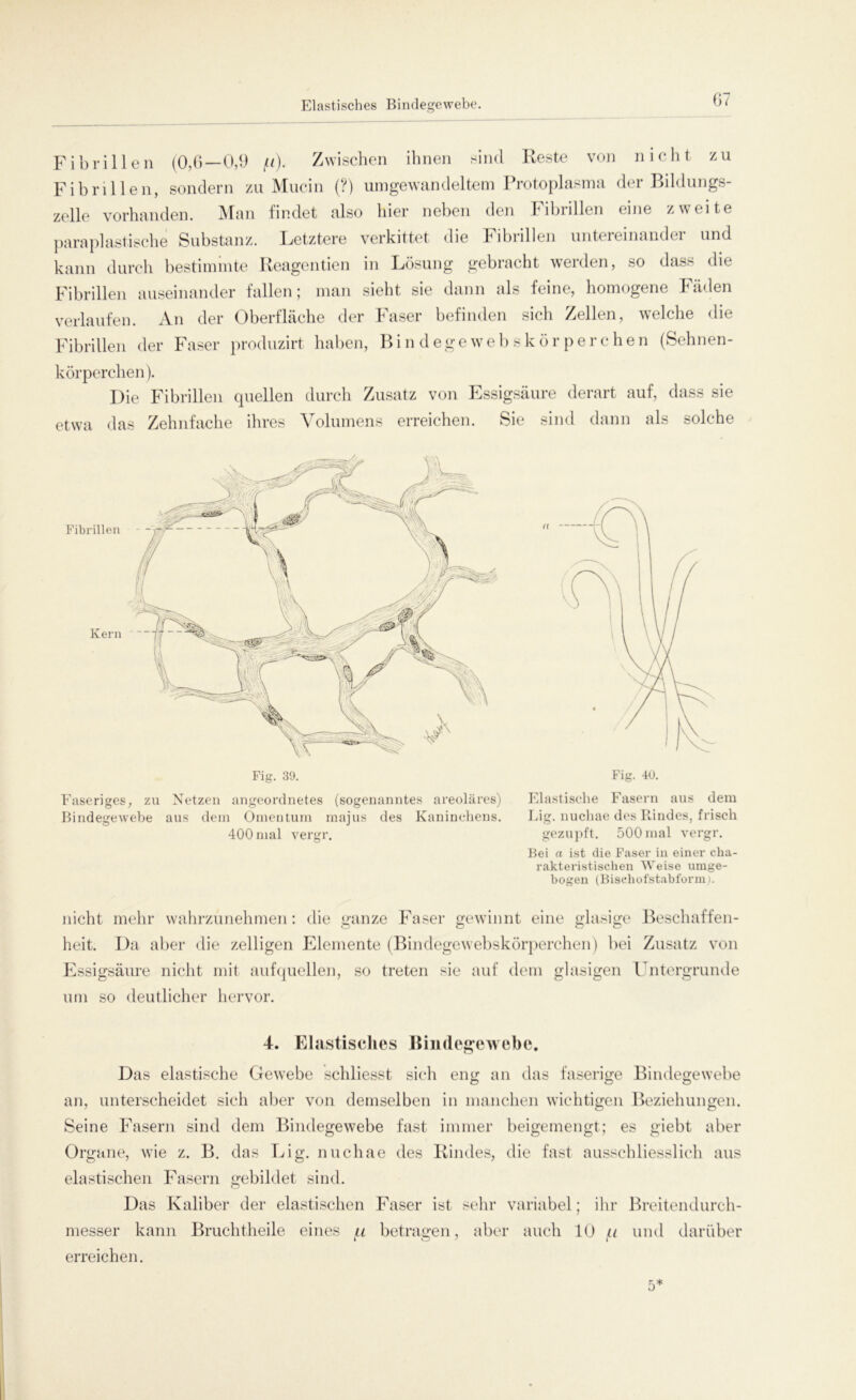 Fibrillen (0,6 — 0,9 fi)< Zwischen ihnen sind Reste von nicht zu Fibrillen, sondern zu Mucin (?) umgewandeltem Protoplasma der Bildungs- zelle vorhanden. Man findet also hier neben den Fibrillen eine zweite paraplastische Substanz. Letztere verkittet die Fibrillen untereinander und kann durch bestimmte Reagentien in Lösung gebracht werden, so dass die Fibrillen auseinander fallen; man sieht sie dann als feine, homogene Fäden verlaufen. An der Oberfläche der Faser befinden sich Zellen, welche die Fibrillen der Faser produzirt haben, Bin d ege webskör per eben (Sehnen- körperchen). Die Fibrillen quellen durch Zusatz von Essigsäure derart auf, dass sie etwa das Zehnfache ihres Volumens erreichen. Sie sind dann als solche Fig. 39. Faseriges, zu Netzen ungeordnetes (sogenanntes areoläres) Bindegewebe aus dein Omentum majus des Kaninchens. 400 mal vergr. Fig. 40. Elastische Fasern aus dem Lig. nuchae des Rindes, frisch gezupft. 500 mal vergr. Bei a ist die Faser in einer cha- rakteristischen Weise umge- bogen (Bischofstabform). nicht mehr wahrzunehmen: die ganze Faser gewinnt eine glasige Beschaffen- heit. Da aber die zelligen Elemente (Bindegewebskörperchen) bei Zusatz von Essigsäure nicht mit auf quellen, so treten sie auf dem glasigen Untergründe um so deutlicher hervor. 4. Elastisches Bindegewebe. Das elastische Gewebe schliesst sich eng an das faserige Bindegewebe an, unterscheidet sich aber von demselben in manchen wichtigen Beziehungen. Seine Fasern sind dem Bindegewebe fast immer beigemengt; es giebt aber Organe, wie z. B. das Lig. nuchae des Rindes, die fast ausschliesslich aus elastischen Fasern gebildet sind. Das Kaliber der elastischen Faser ist sehr variabel; ihr Breitendurch- messer kann Bruchtheile eines li betragen, aber auch 10 u und darüber erreichen. 5*