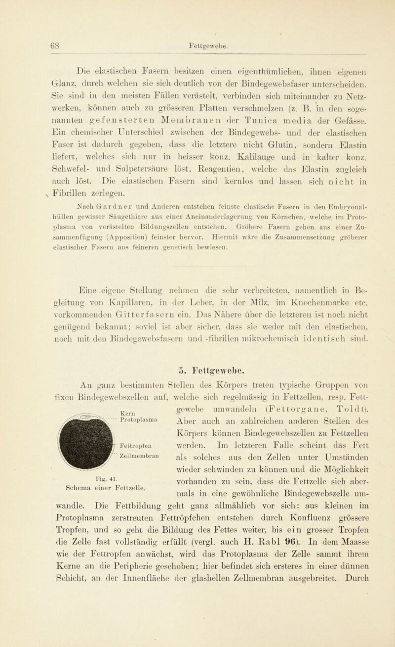 Die elastischen Fasern besitzen einen eigentümlichen, ihnen eigenen Glanz, durch welchen sie sich deutlich von der Bindegewebsfaser unterscheiden. Sie sind in den meisten Fällen verästelt, verbinden sich miteinander zu Netz- t werken, können auch zu grösseren Platten verschmelzen (z. B. in den söge- nannten gefensterten Membranen der Tunica media der Gefässe. Ein chemischer Unterschied zwischen der Bindegewebs- und der elastischen Faser ist dadurch gegeben, dass die letztere nicht Glutin, sondern Elastin liefert, welches sich nur in heisser konz. Kalilauge und in kalter konz. Schwefel- und Salpetersäure löst, Reagentien, welche das Elastin zugleich auch löst. Die elastischen Fasern sind kernlos und lassen sich nicht in ^ Fibrillen zerlegen. Nach Gardner und Anderen entstehen feinste elastische Fasern in den Embryonal- hüllen gewisser Säugethiere aus einer Aneinanderlagerung von Körnchen, welche im Proto- plasma von verästelten Bildungszellen entstehen. Gröbere Fasern gehen aus einer Zu- sammenfügung (Apposition) feinster hervor. Hiermit wäre die Zusammensetzung gröberer elastischer Fasern aus feineren genetisch bewiesen. Eine eigene Stellung nehmen die sehr verbreiteten, namentlich in Be- gleitung von Kapillaren, in der Leber, in der Milz, im Knochenmarke etc. vorkommenden Gitter fasern ein. Das Nähere über die letzteren ist noch nicht genügend bekannt; soviel ist aber sicher, dass sie weder mit den elastischen, noch mit den Bindegewebsfasern und -fibrillen mikrochemisch identisch sind. 5. Fettgewebe. An ganz bestimmten Stellen des Körpers treten typische Gruppen von fixen Bindegewebszellen auf, welche sich regelmässig in Fettzellen, resp. Fett- gewebe umwandeln (Fettorgane, Toi dt). Aber auch an zahlreichen anderen Stellen des Körpers können Bindegewebszellen zu Fettzellen werden. Im letzteren Falle scheint das Fett als solches aus den Zellen unter Umständen wieder schwinden zu können und die Möglichkeit vorhanden zu sein, dass die Fettzelle sich aber- mals in eine gewöhnliche Bindegewebszelle um- wandle. Die Fettbildung geht ganz allmählich vor sich; aus kleinen im Protoplasma zerstreuten Fettröpfchen entstehen durch Konfluenz grössere Tropfen, und so geht die Bildung des Fettes weiter, bis ein grosser Tropfen die Zelle fast vollständig erfüllt (vergl. auch H. Rabl 1)6). In dem Maasse wie der Fettropfen an wächst, wird das Protoplasma der Zelle sammt ihrem Kerne an die Peripherie geschoben; hier befindet sich ersteres in einer dünnen Schicht, an der Innenfläche der glashellen Zellmembran ausgebreitet. Durch Kern Protoplasma Fettropfen Zellmembran Fig. 41. Schema einer Fettzelle.